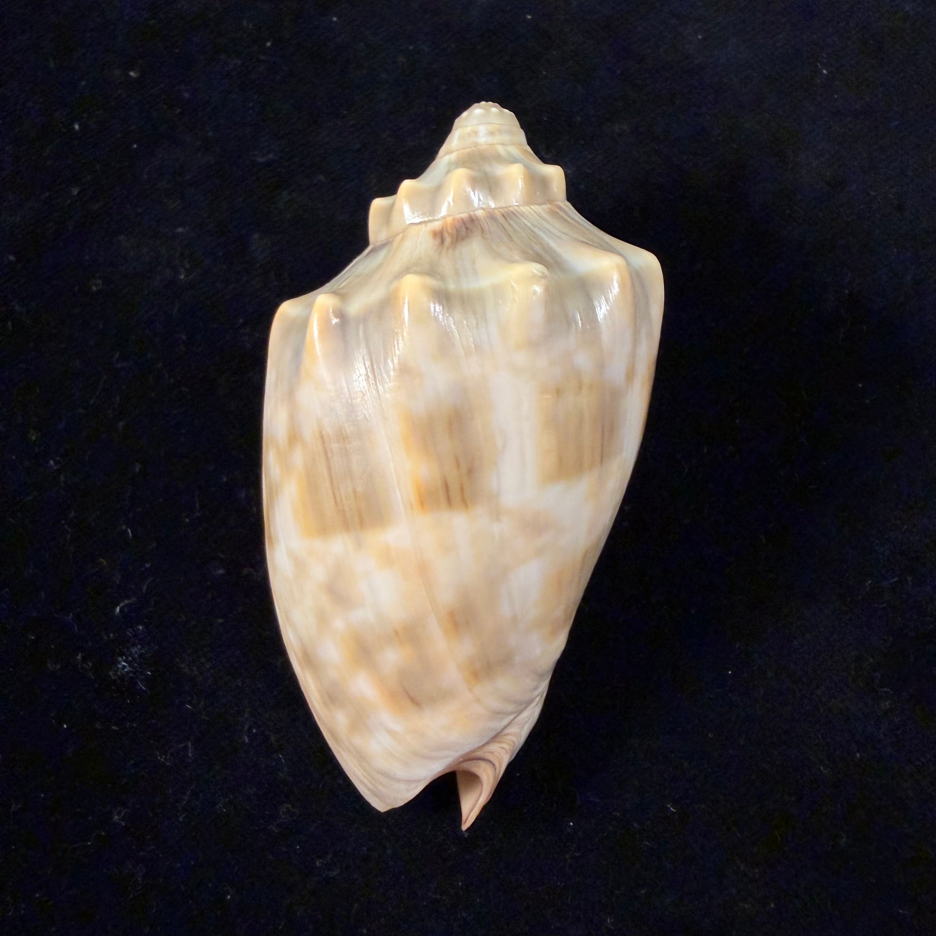 Cymbiola nivosa (Lamarck, 1804) - 74,3mm