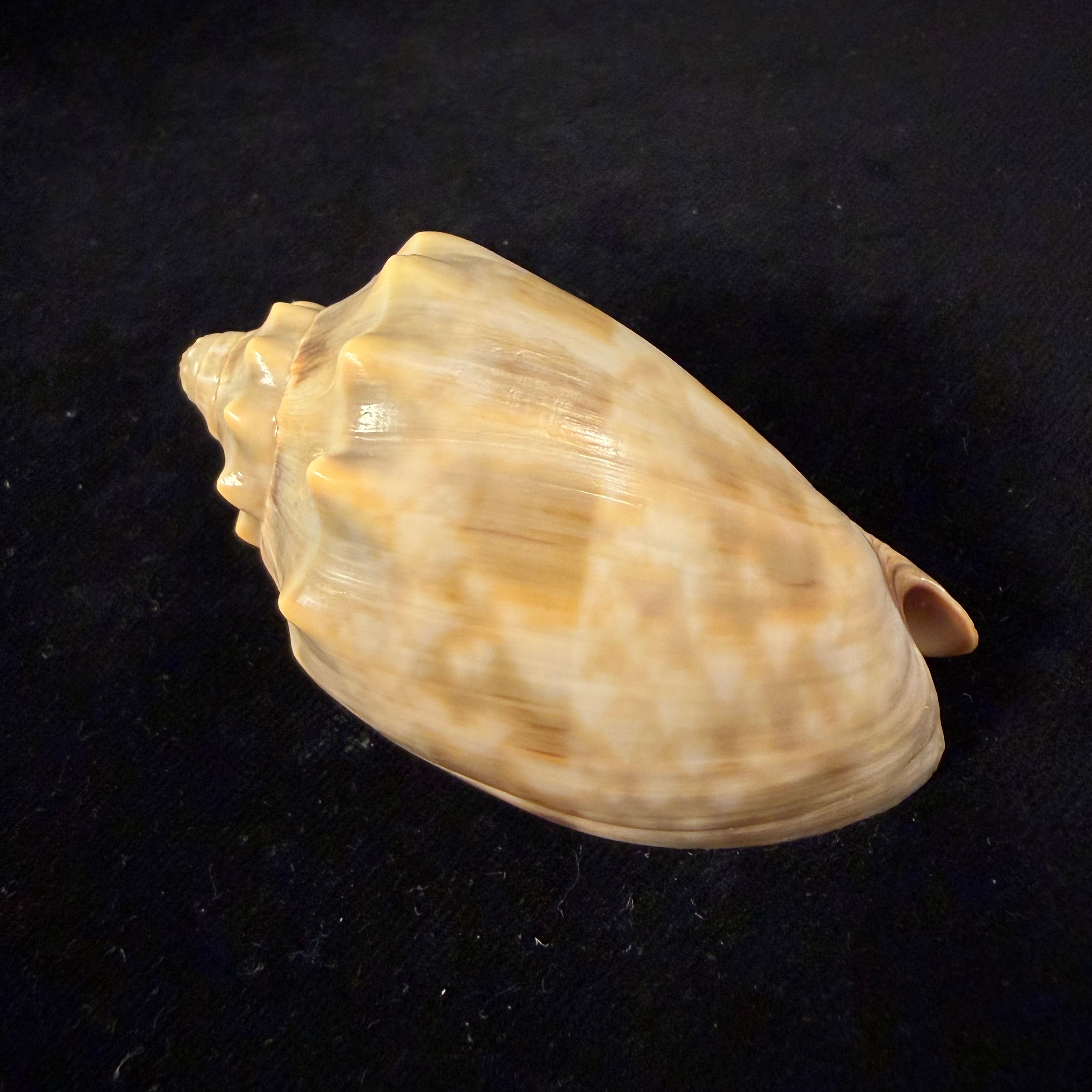 Cymbiola nivosa (Lamarck, 1804) - 74,3mm