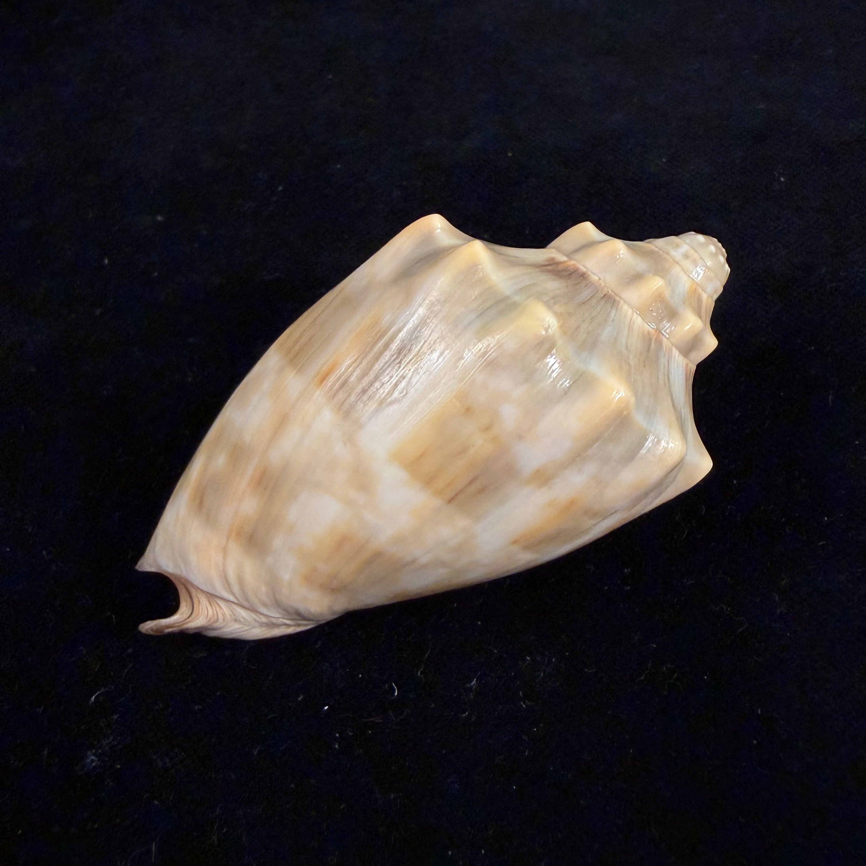 Cymbiola nivosa (Lamarck, 1804) - 74,3mm