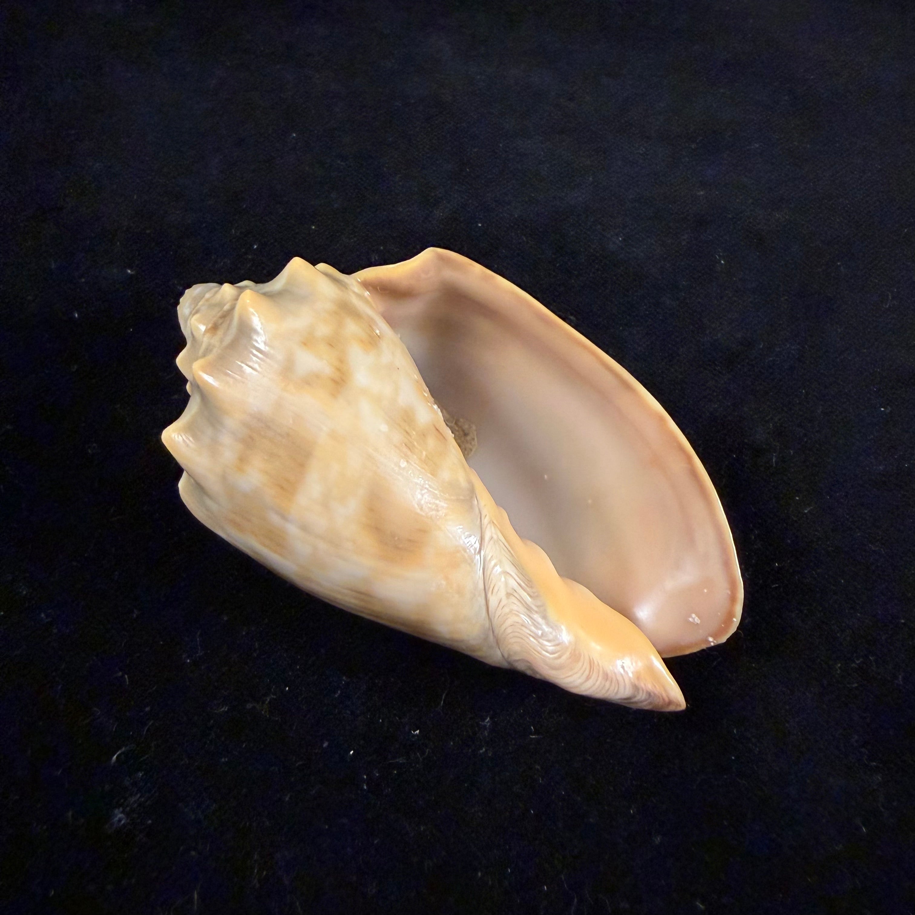 Cymbiola nivosa (Lamarck, 1804) - 74,3mm