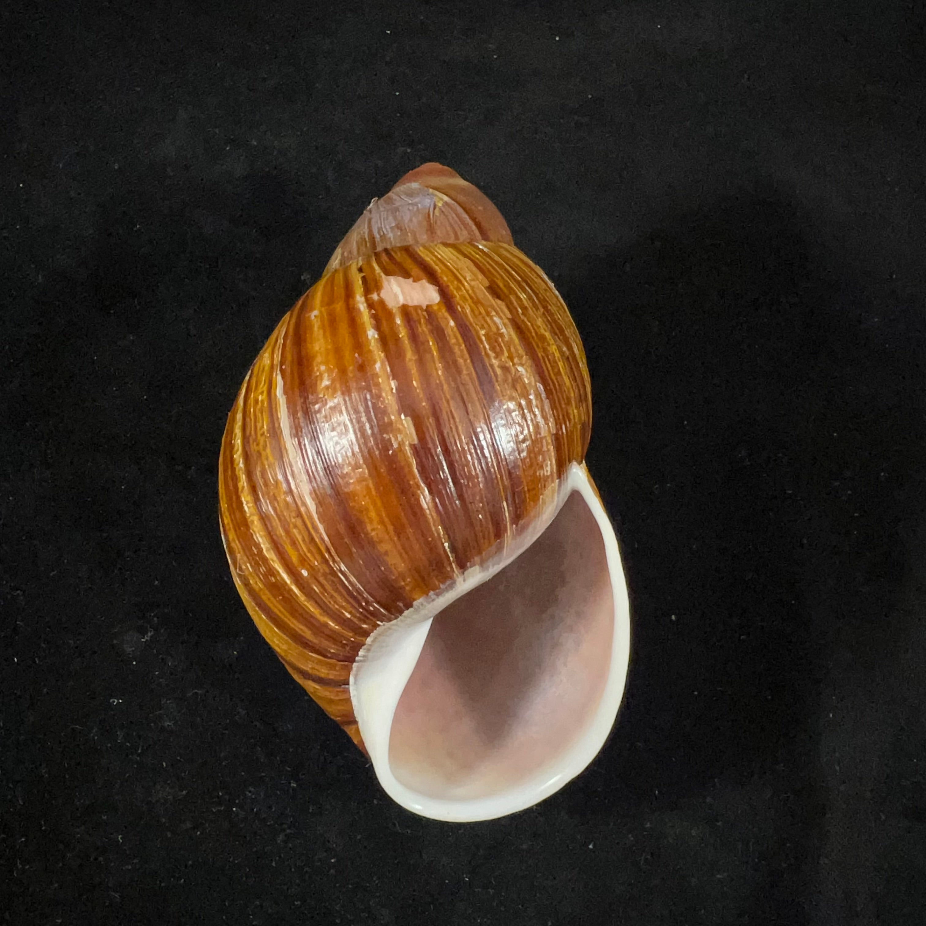 Megalobulimus gummatus（伊达尔戈，1870）- 100,5毫米