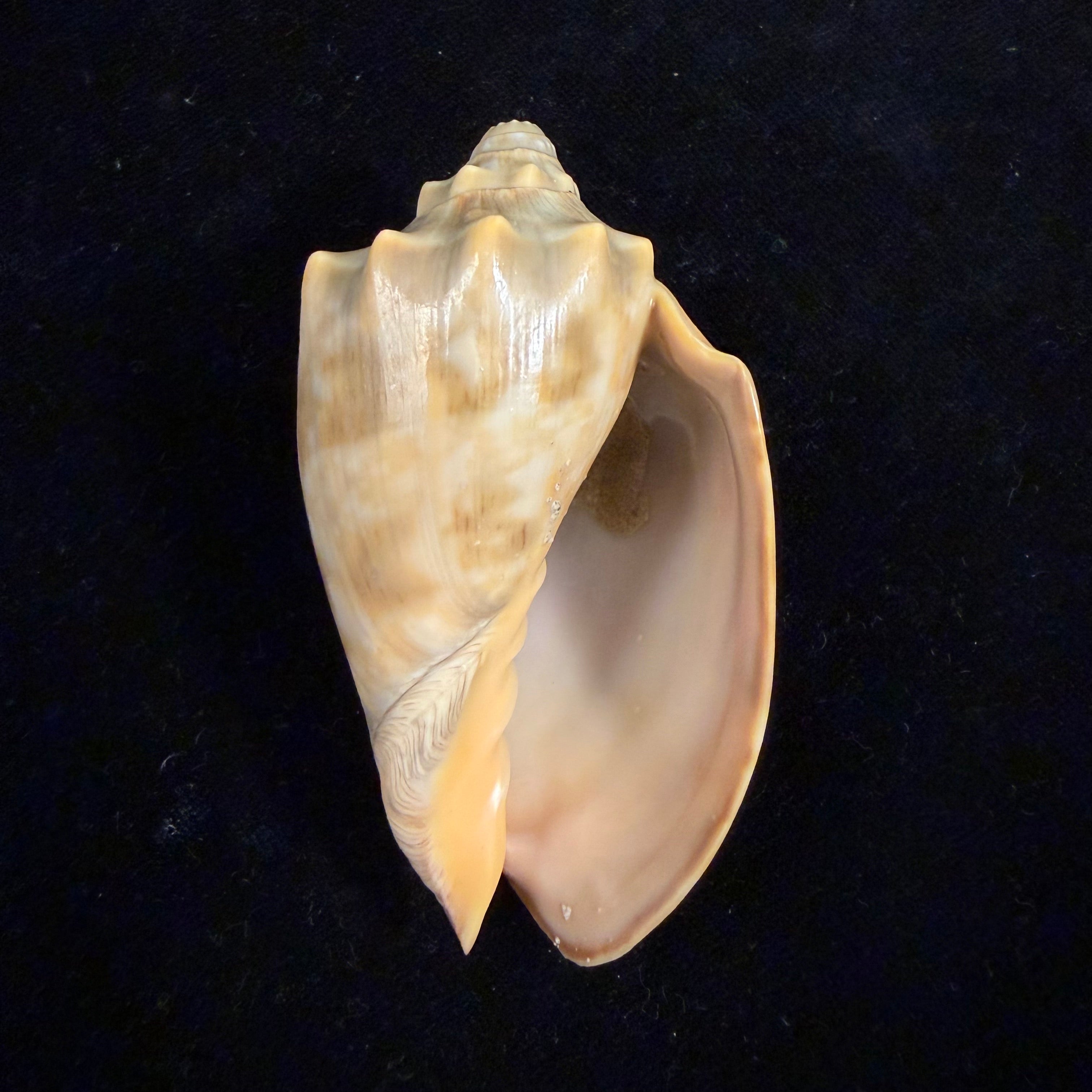 Cymbiola nivosa (Lamarck, 1804) - 74,3mm