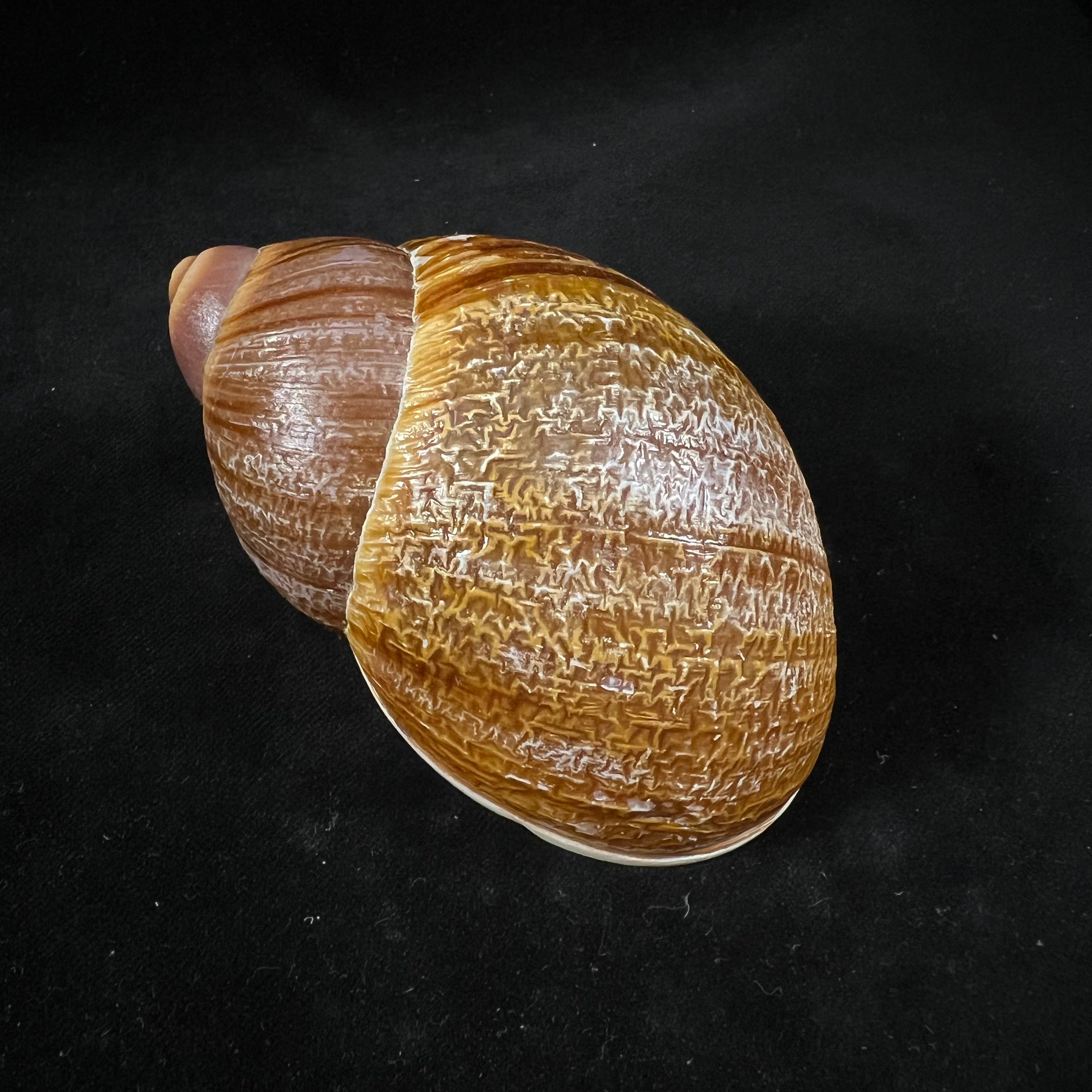 Megalobulimus gummatus（伊达尔戈，1870）- 100,6毫米