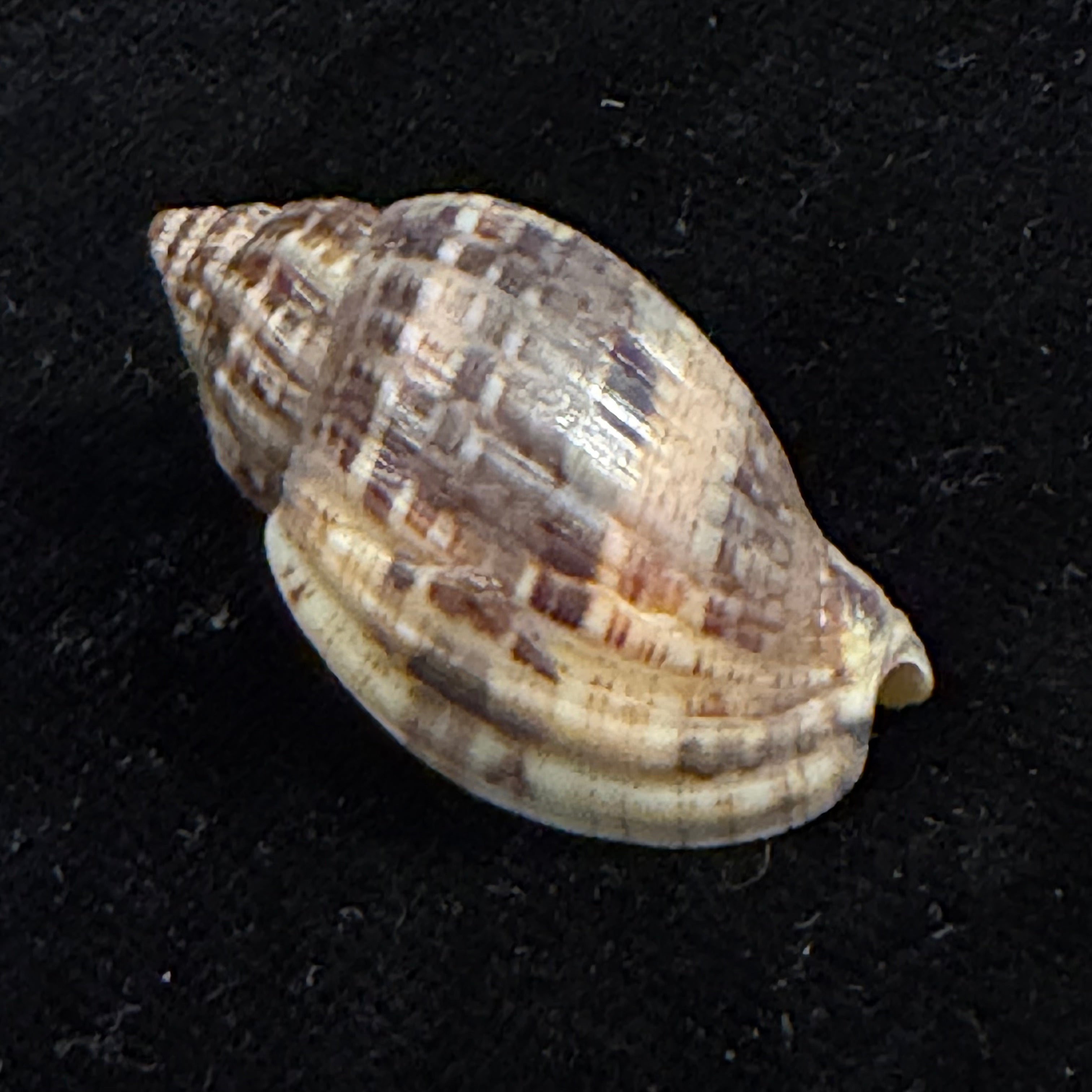 Lyria grangeri (G. B. Sowerby III, 1900) - 34,9mm