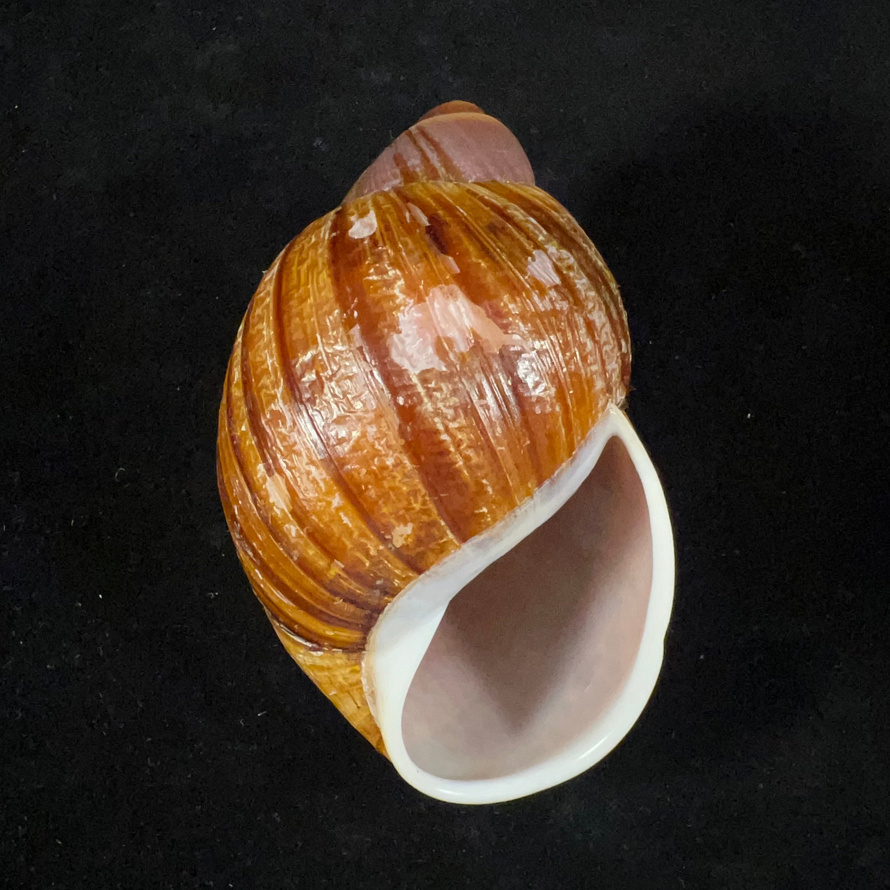 Megalobulimus gummatus（伊达尔戈，1870）- 100,6毫米
