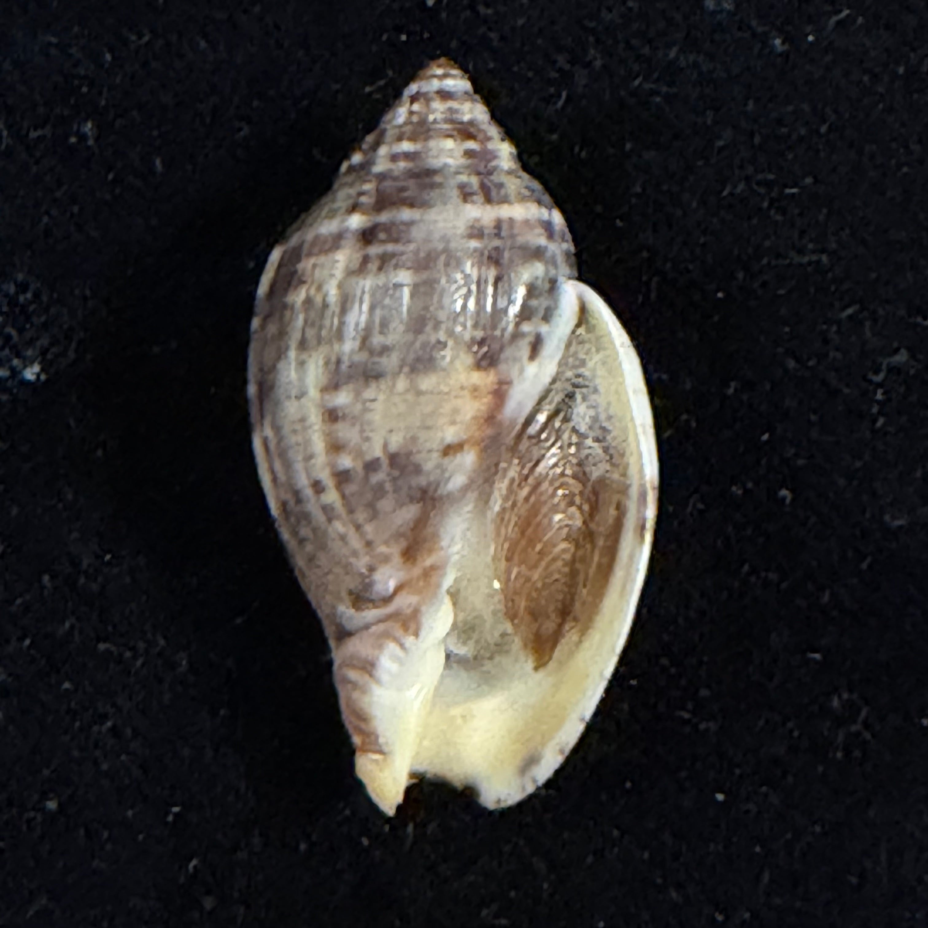 Lyria grangeri (G. B. Sowerby III, 1900) - 34,9mm