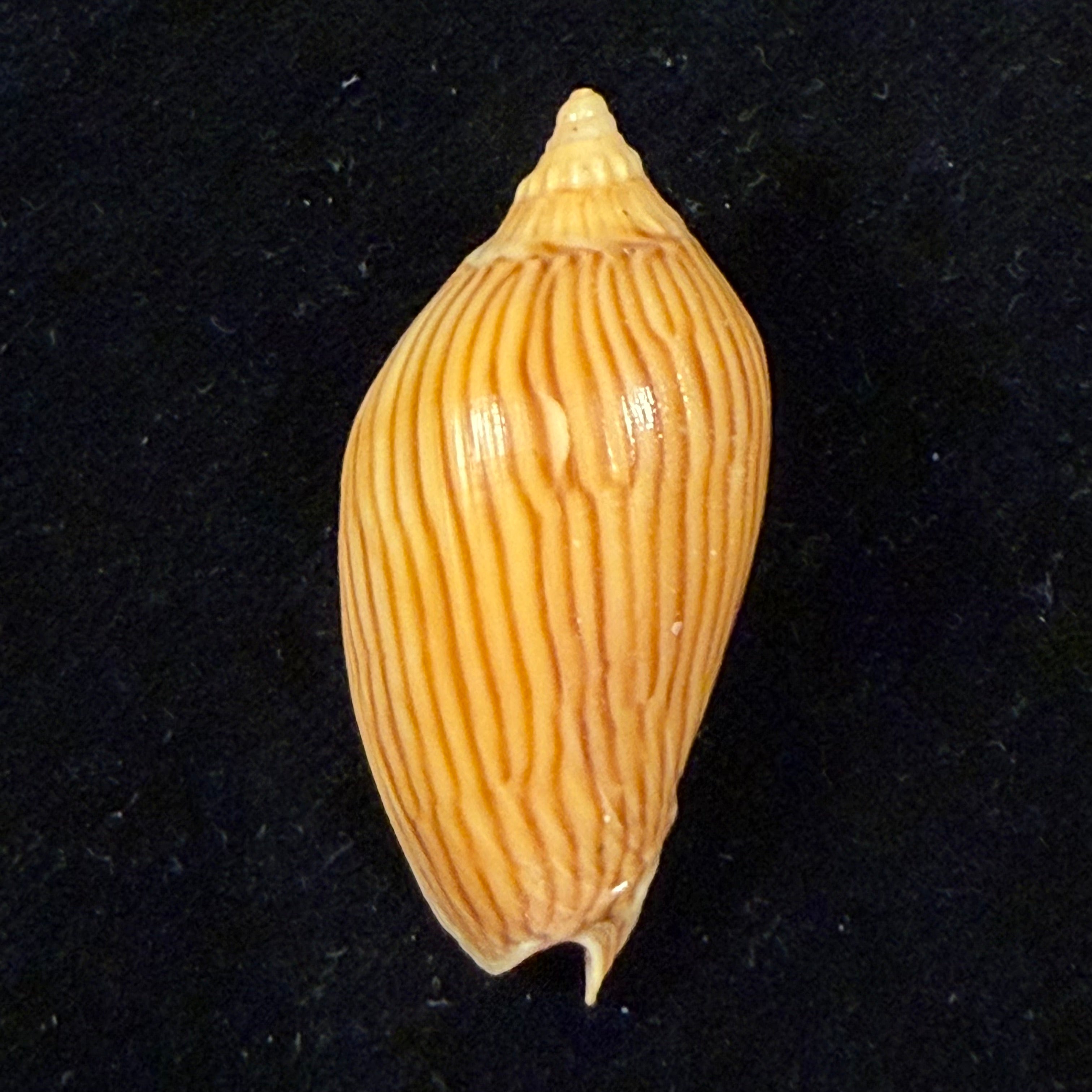 Amoria zebra (Leach, 1814) - 40,4mm