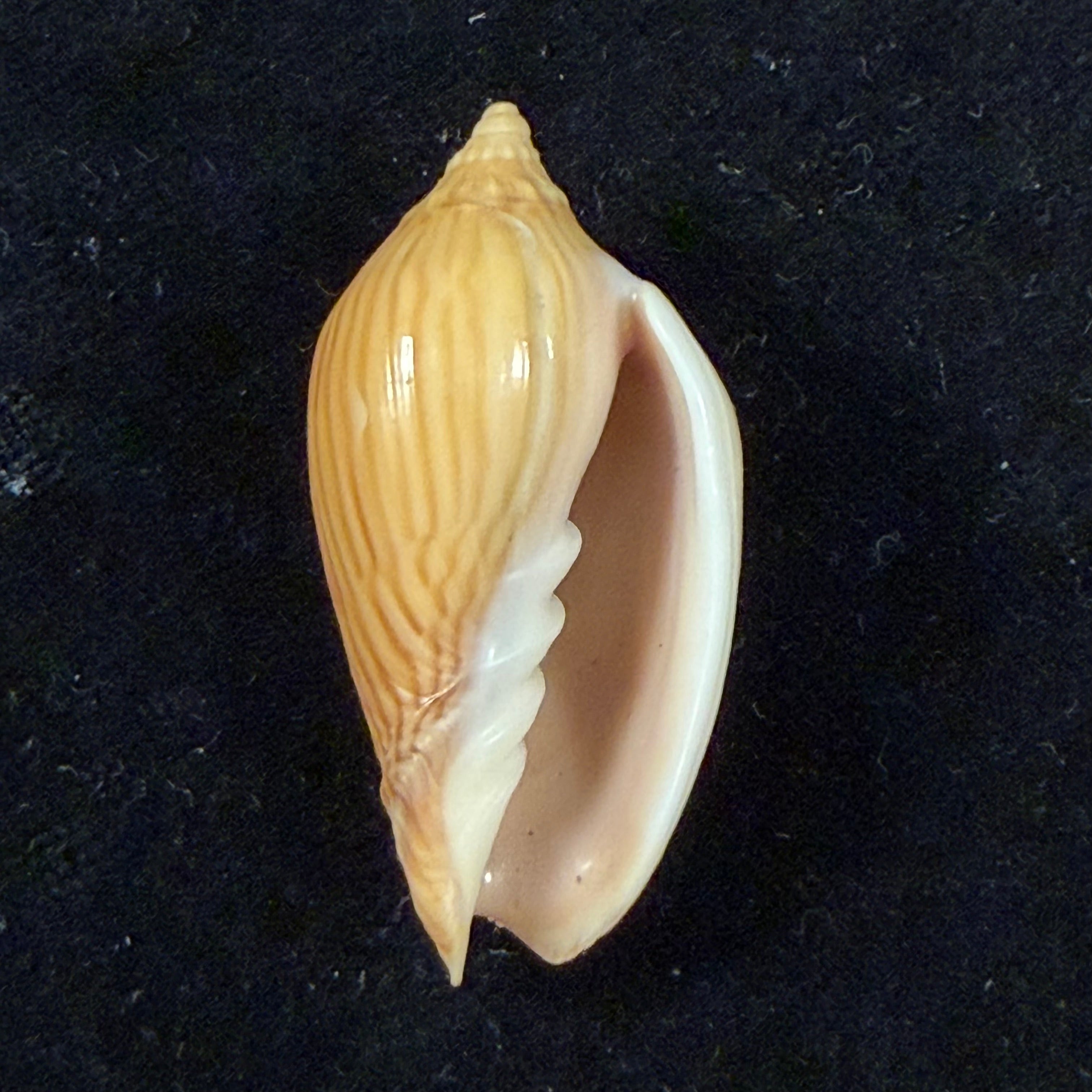 Amoria zebra (Leach, 1814) - 40,4mm