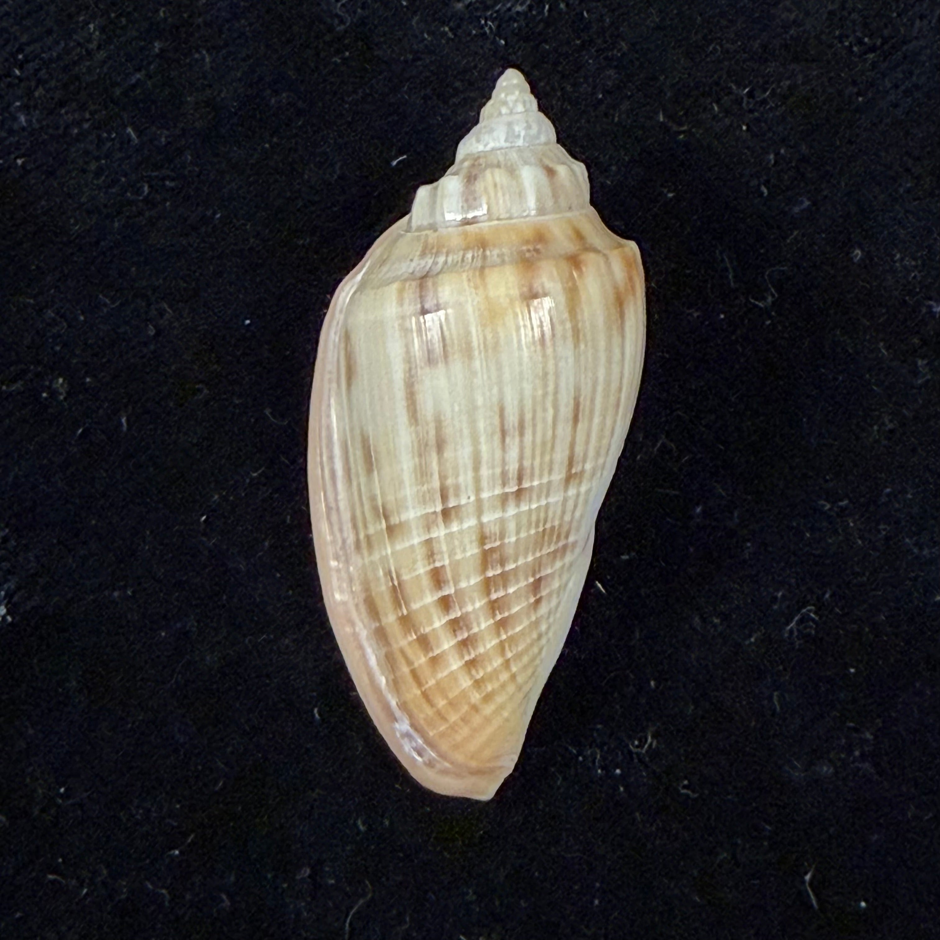 Athleta semirugata (Rehder & C. S. Weaver, 1974) - 37,7mm