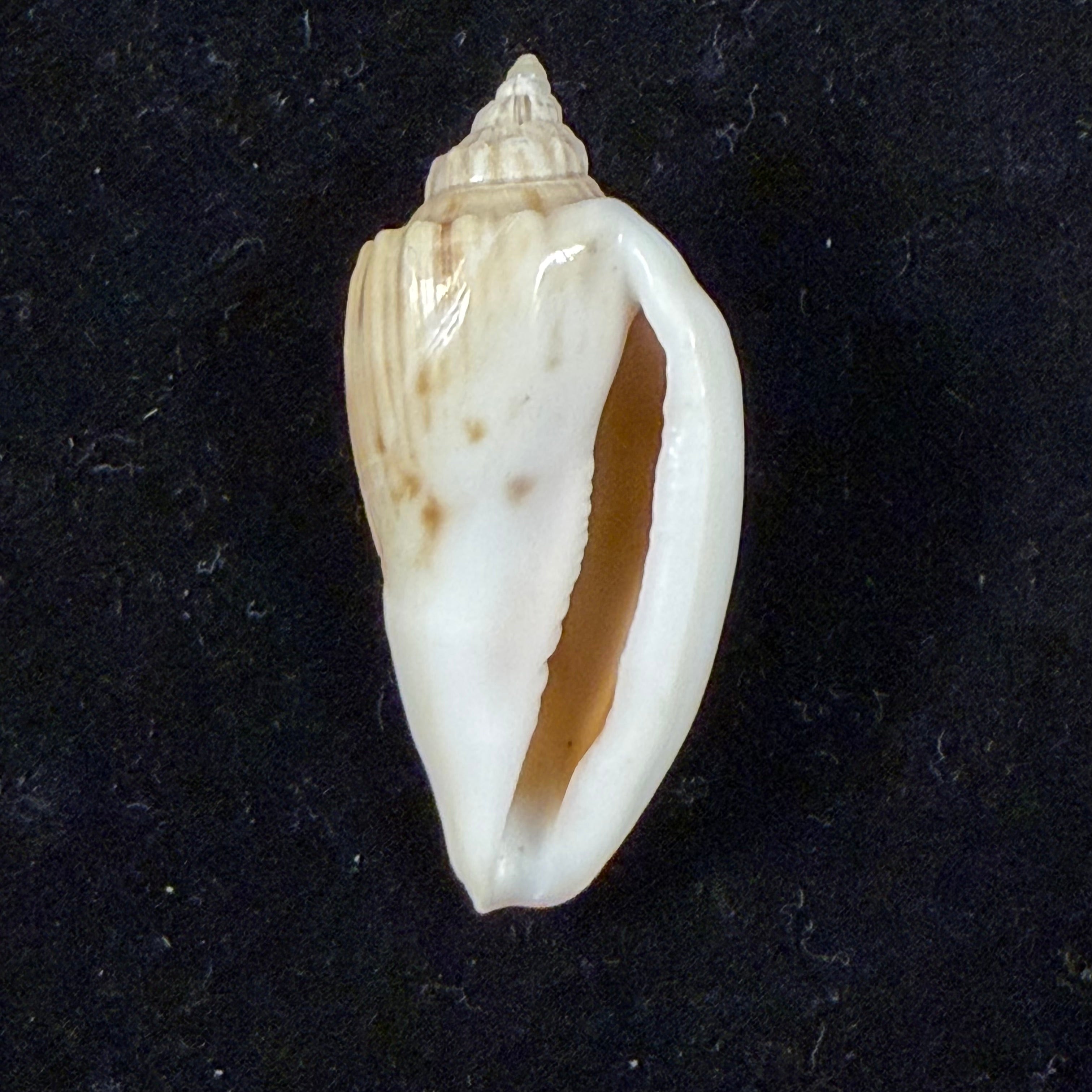 Athleta semirugata (Rehder & C. S. Weaver, 1974) - 37,7mm