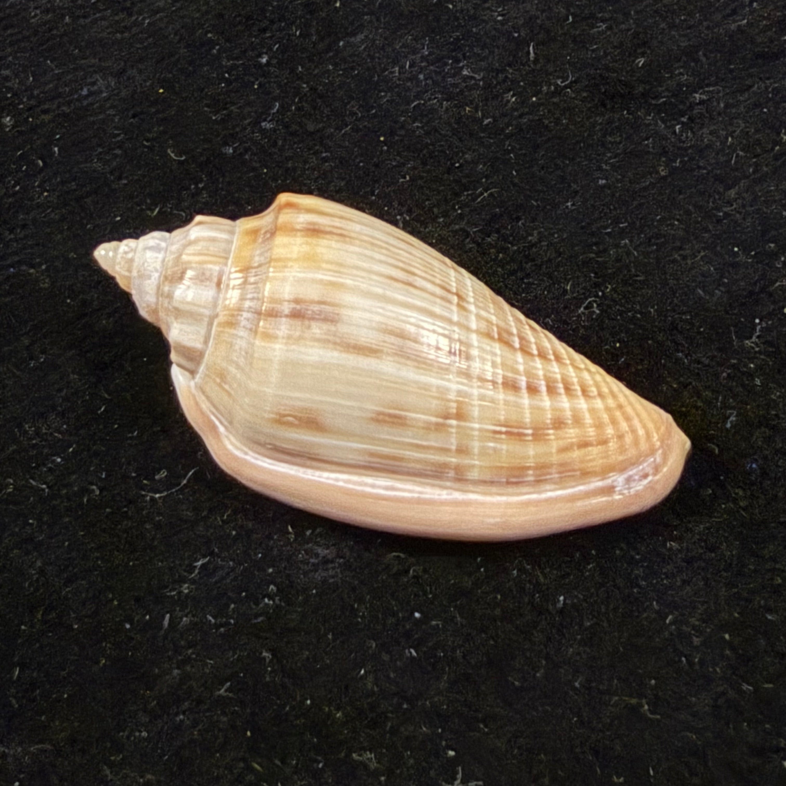 Athleta semirugata (Rehder & C. S. Weaver, 1974) - 37,7mm