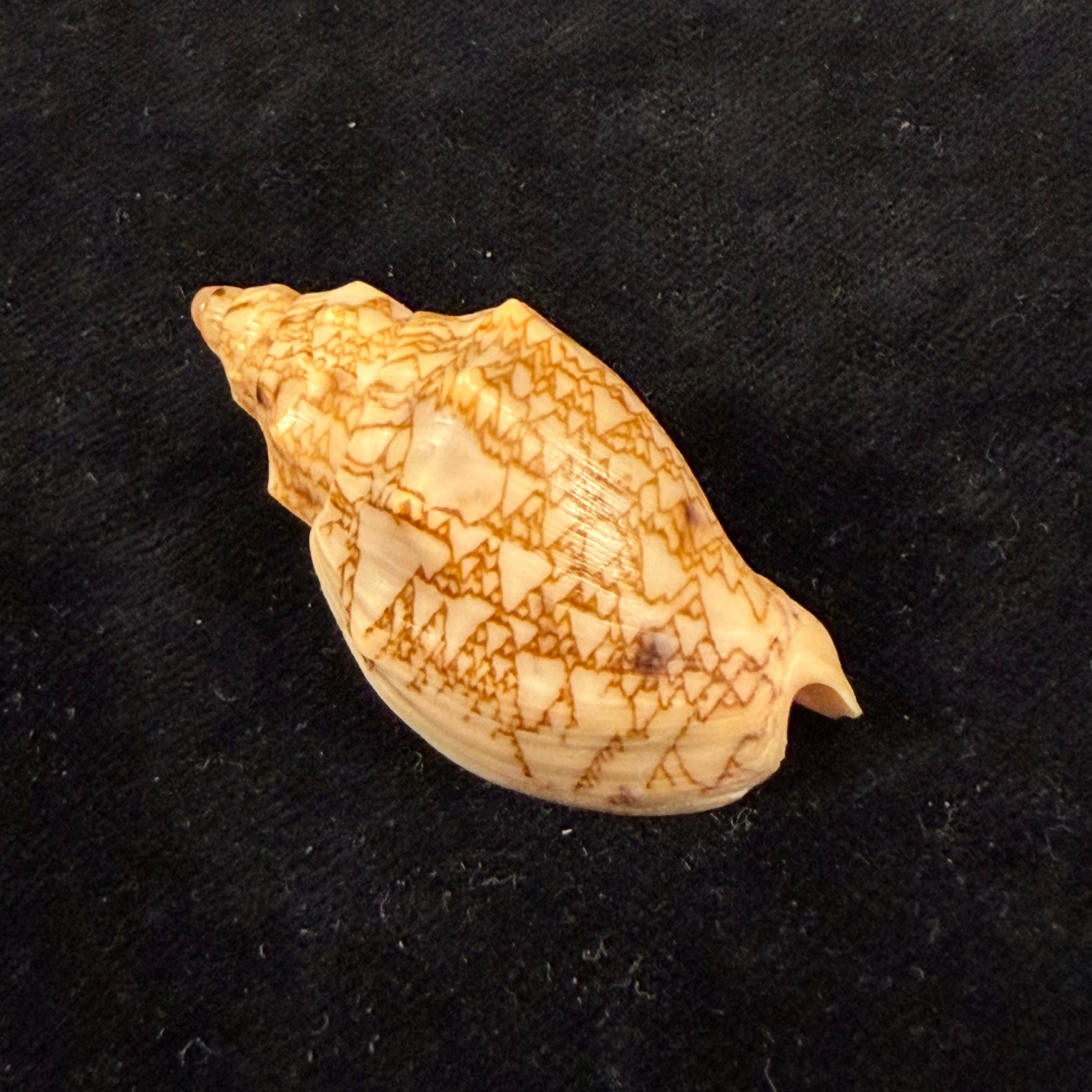 Odontocymbiola americana (Reeve, 1856) - 45,3mm