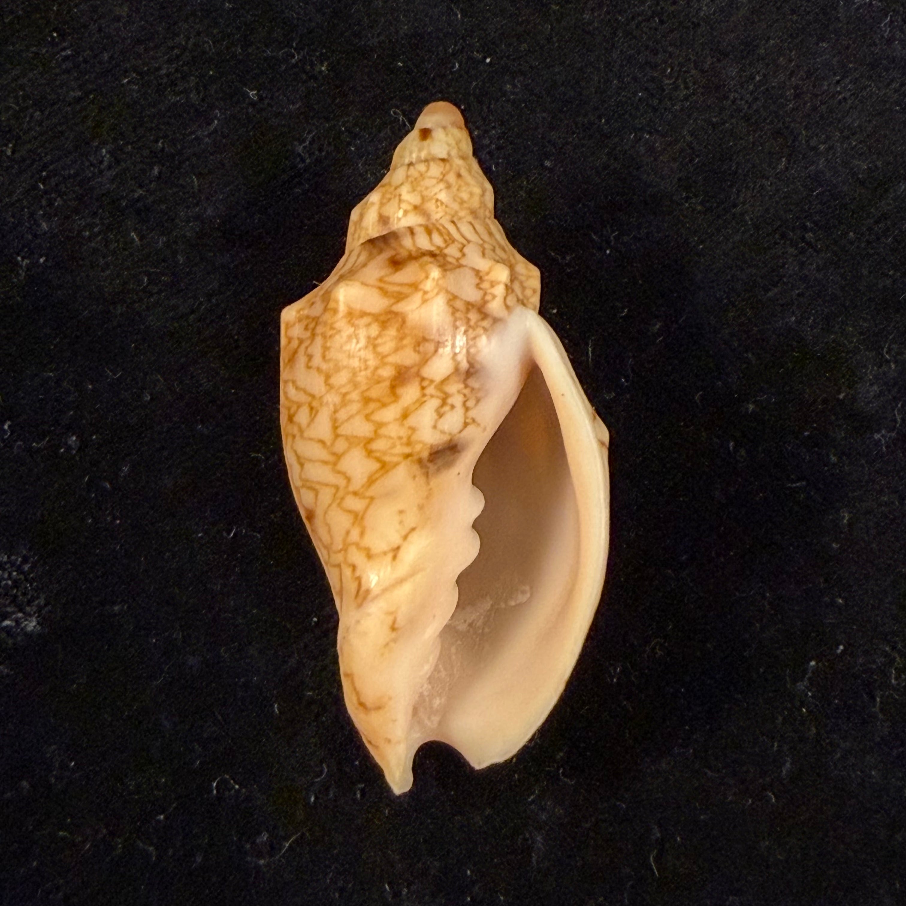 Odontocymbiola americana (Reeve, 1856) - 45,3mm