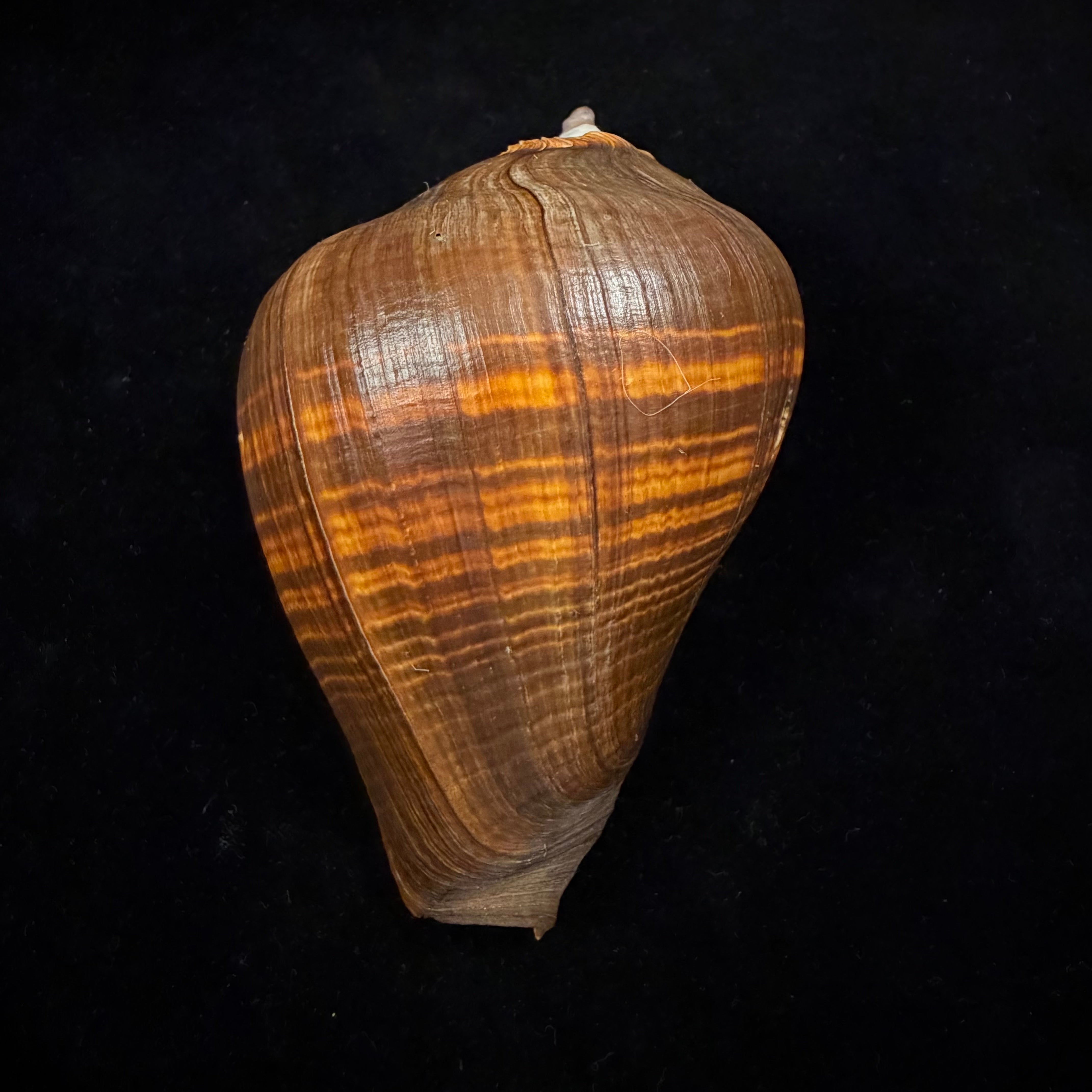 Melongena patula (Broderip & G. B. Sowerby I, 1829) - 112,8mm