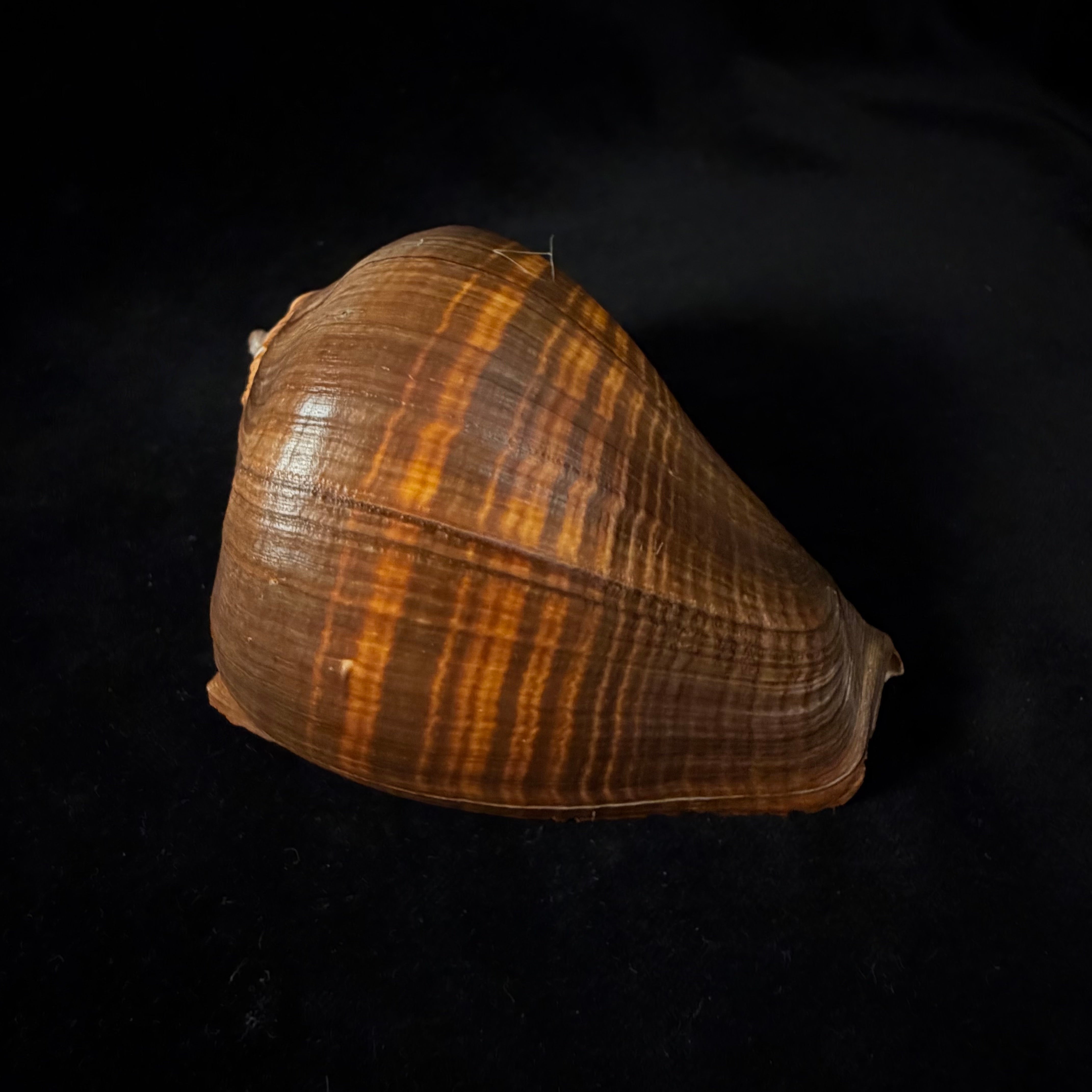 Melongena patula (Broderip & G. B. Sowerby I, 1829) - 112,8mm