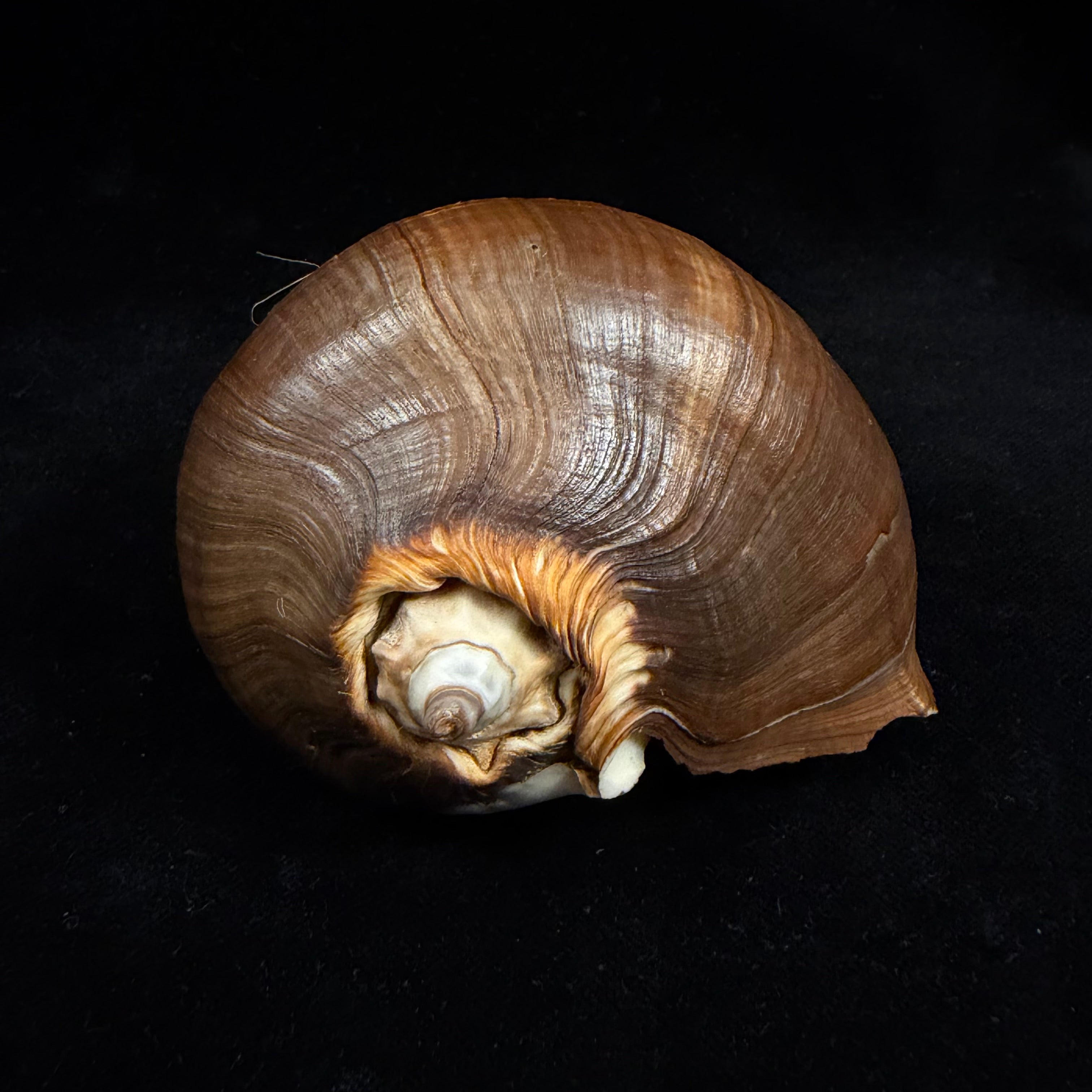 Melongena patula (Broderip & G. B. Sowerby I, 1829) - 112,8mm