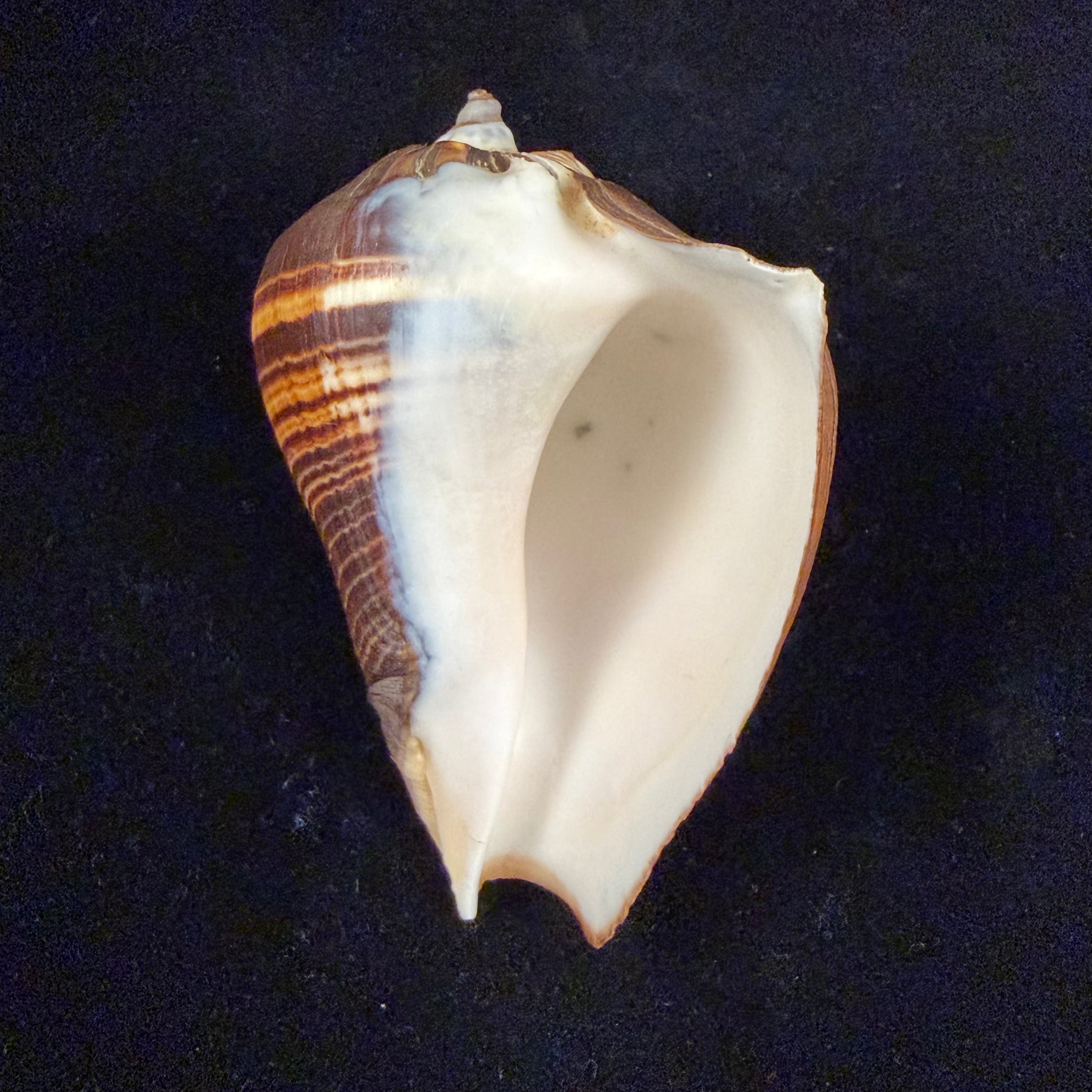 Melongena patula (Broderip & G. B. Sowerby I, 1829) - 112,8mm