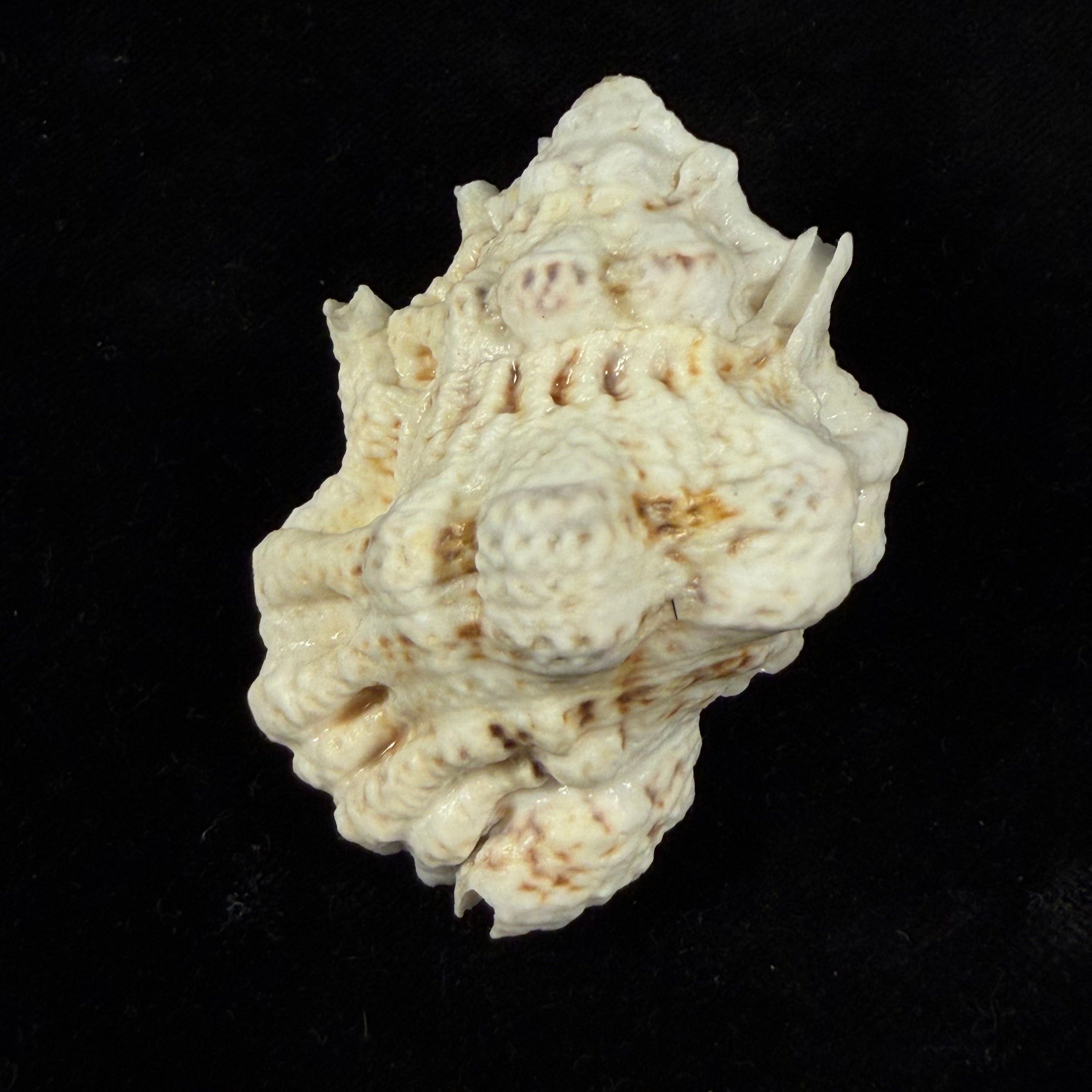 Bursa bufonia (Gmelin, 1791) - 60,5mm