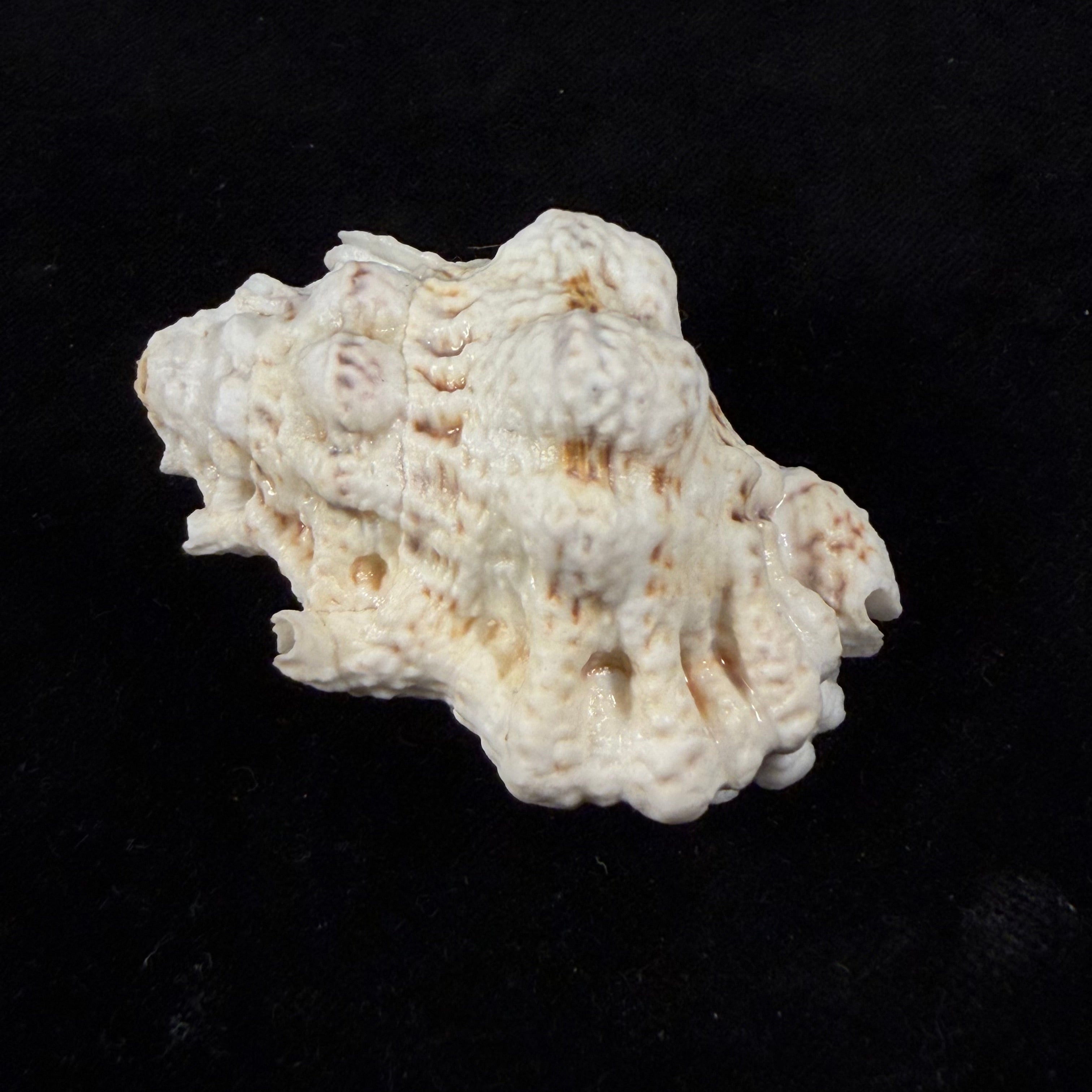 Bursa bufonia (Gmelin, 1791) - 60,5mm