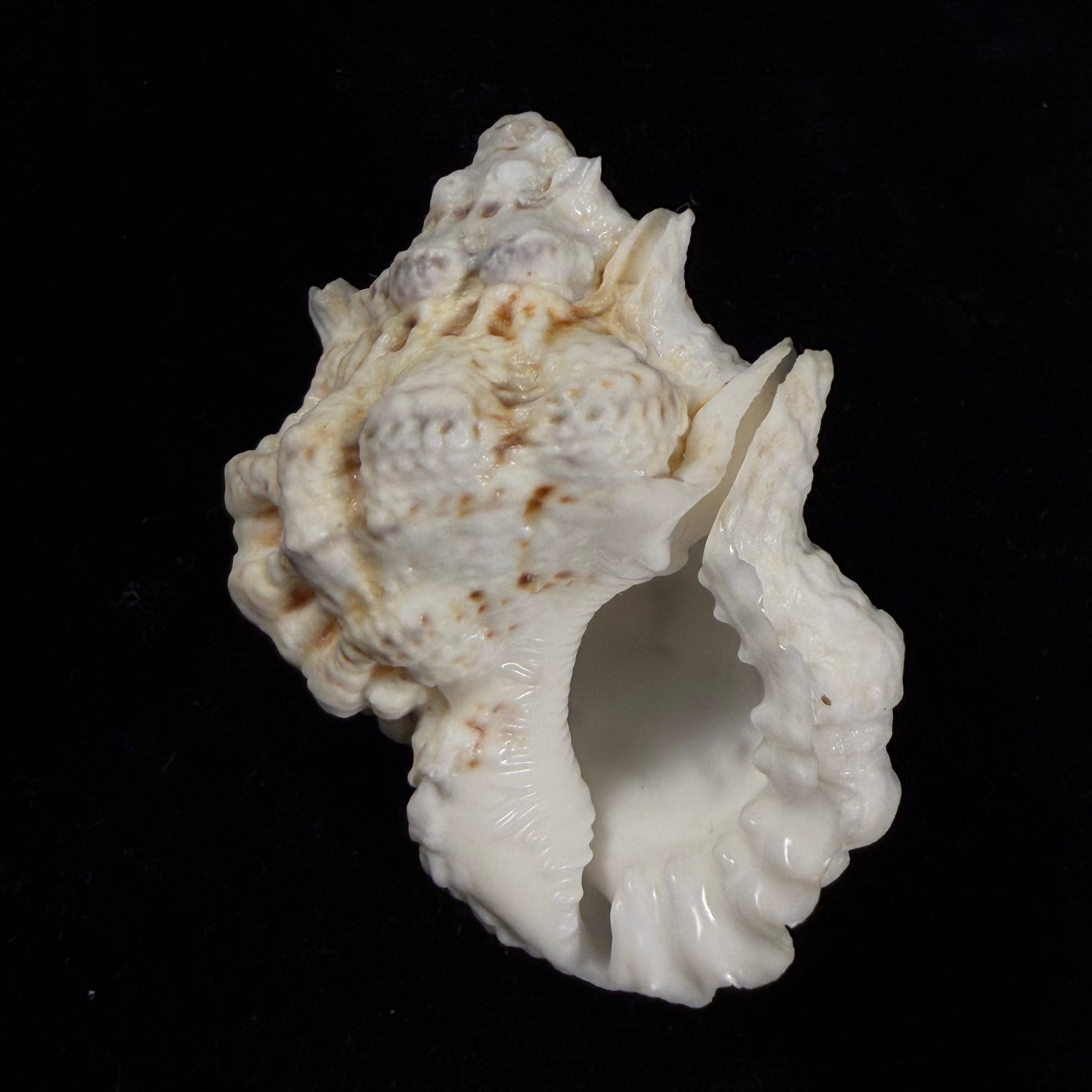 Bursa bufonia (Gmelin, 1791) - 60,5mm