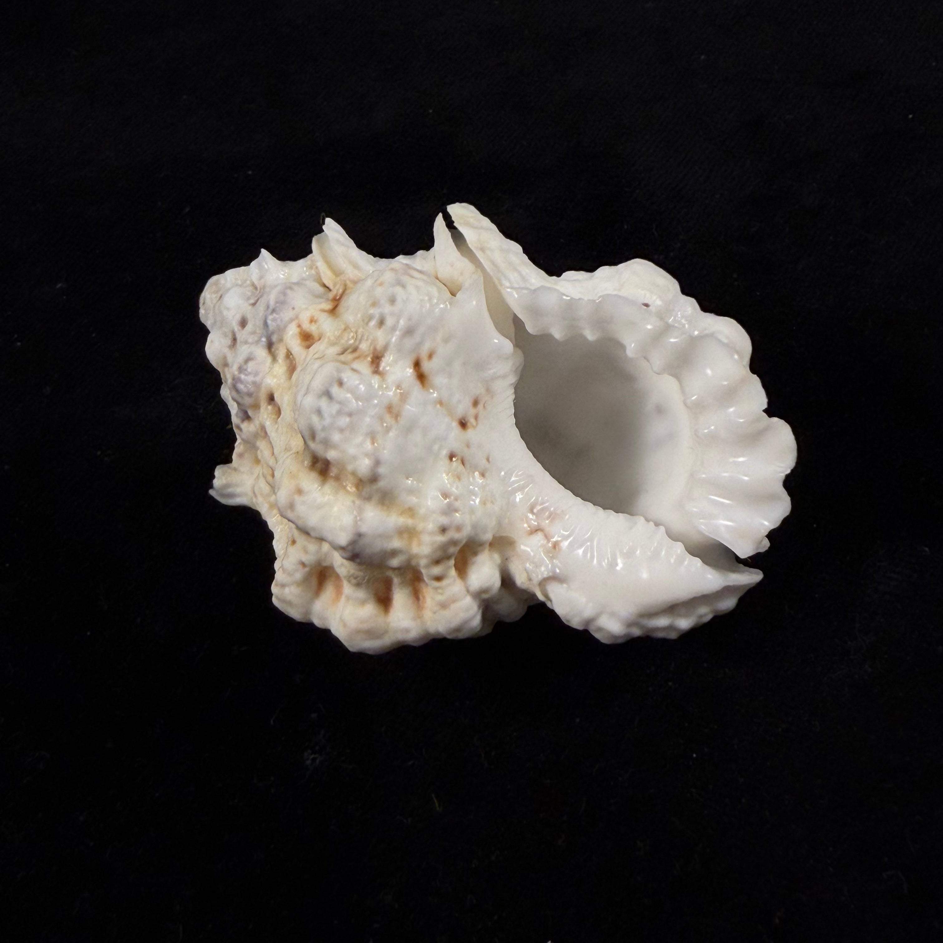 Bursa bufonia (Gmelin, 1791) - 60,5mm