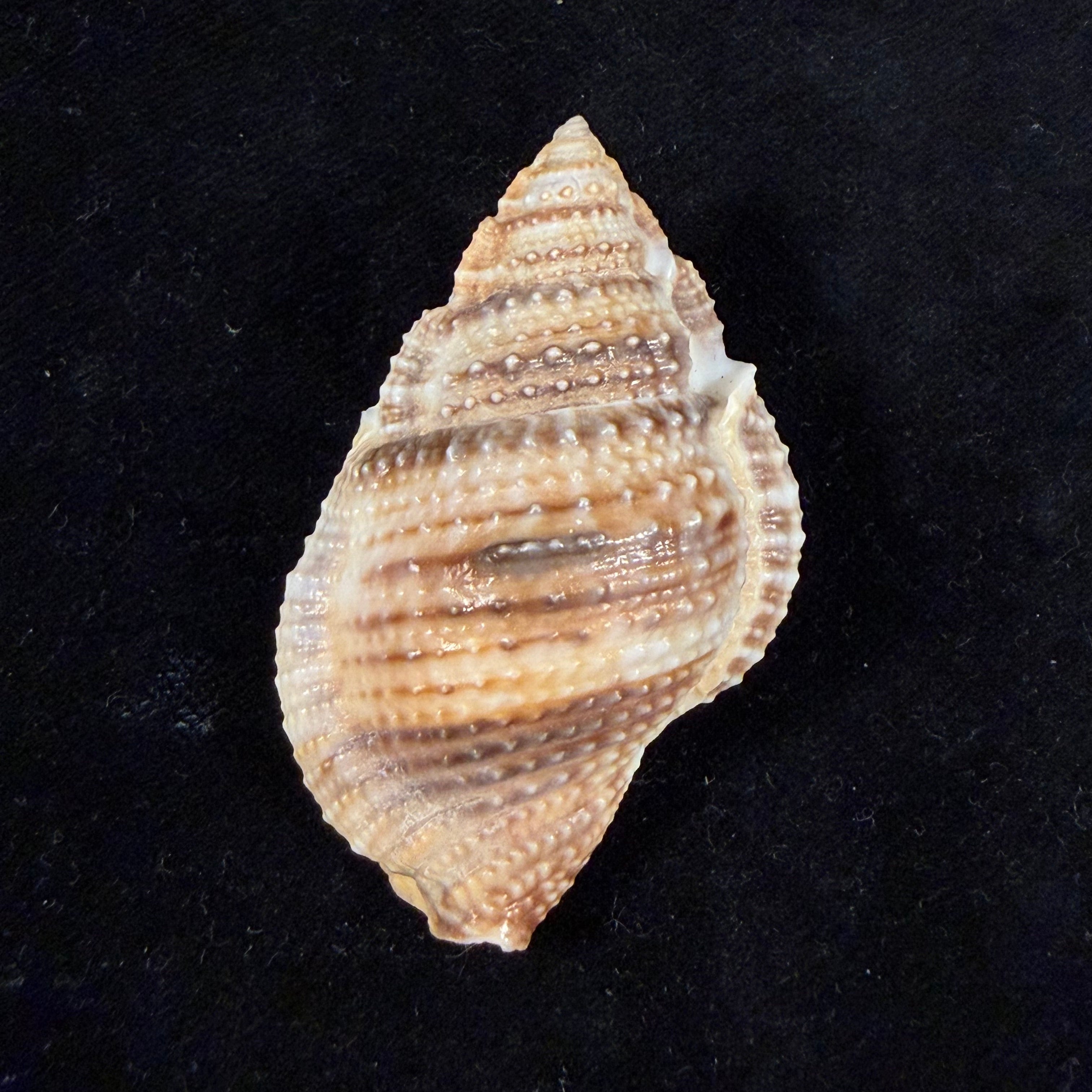 Marsupina bufo (Bruguière, 1792) - 53,3mm