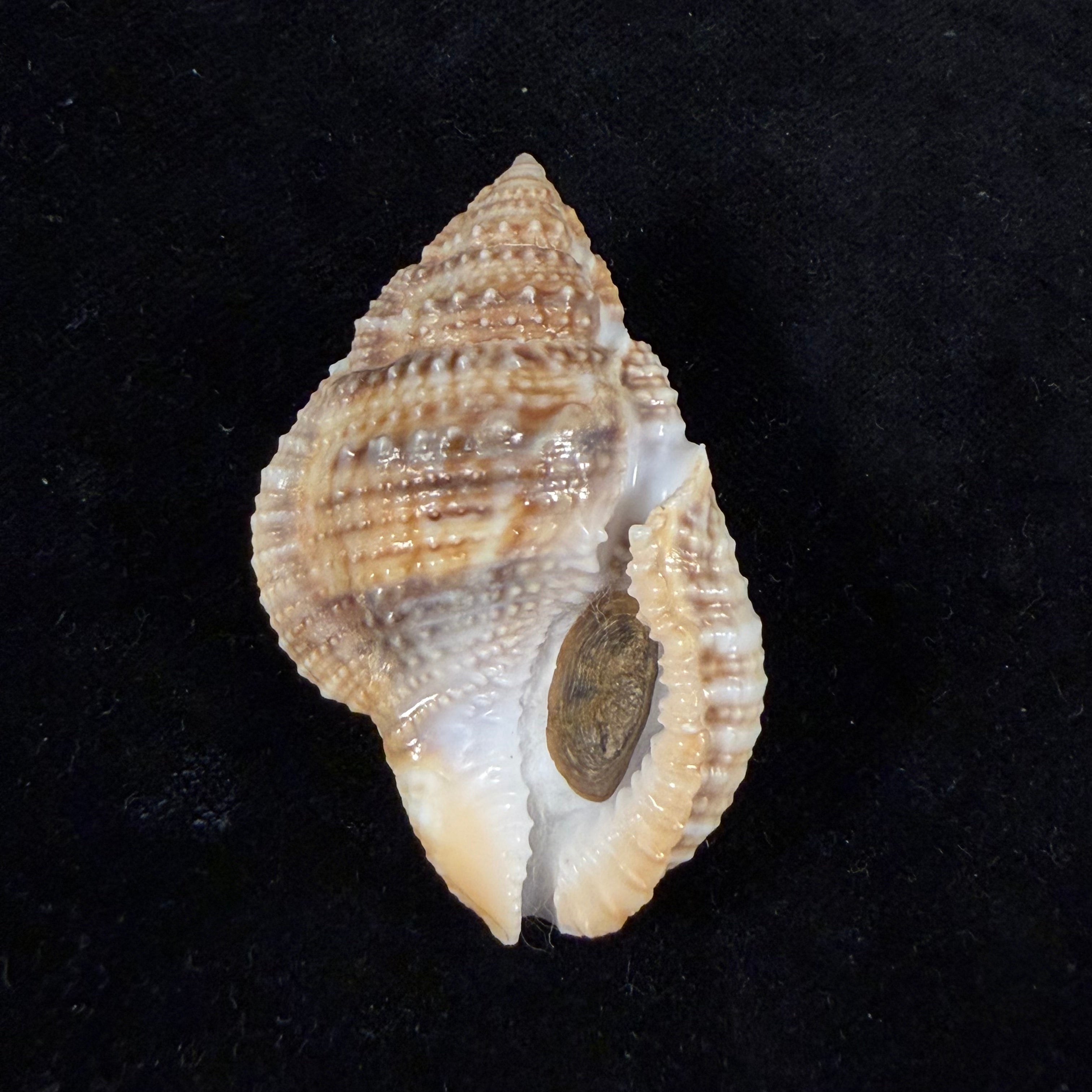 Marsupina bufo (Bruguière, 1792) - 53,3mm