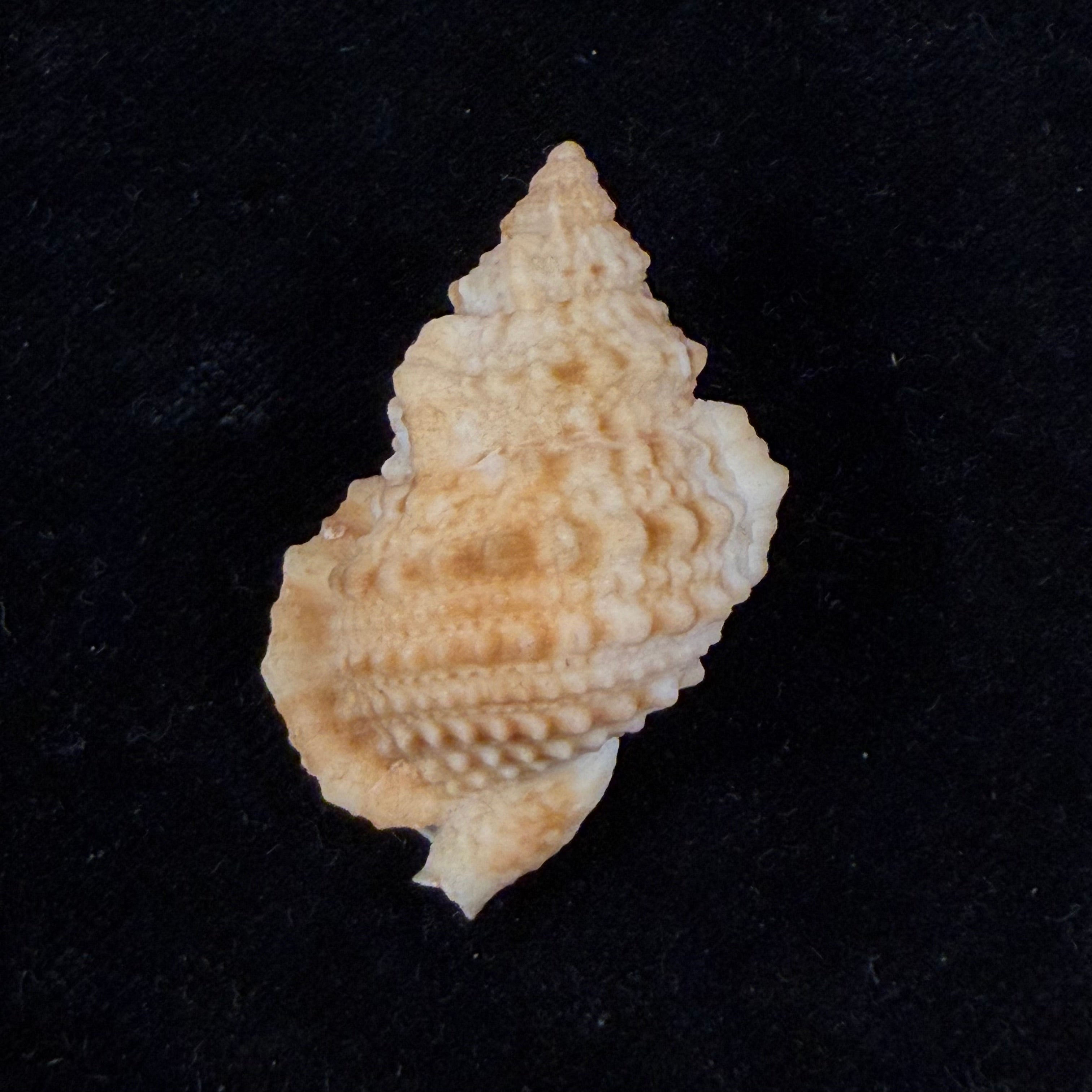 Bursa (Bufonariella) ranelloides tenuisculpta Dautzenberg & H. Fischer, 1906 - 37,8mm