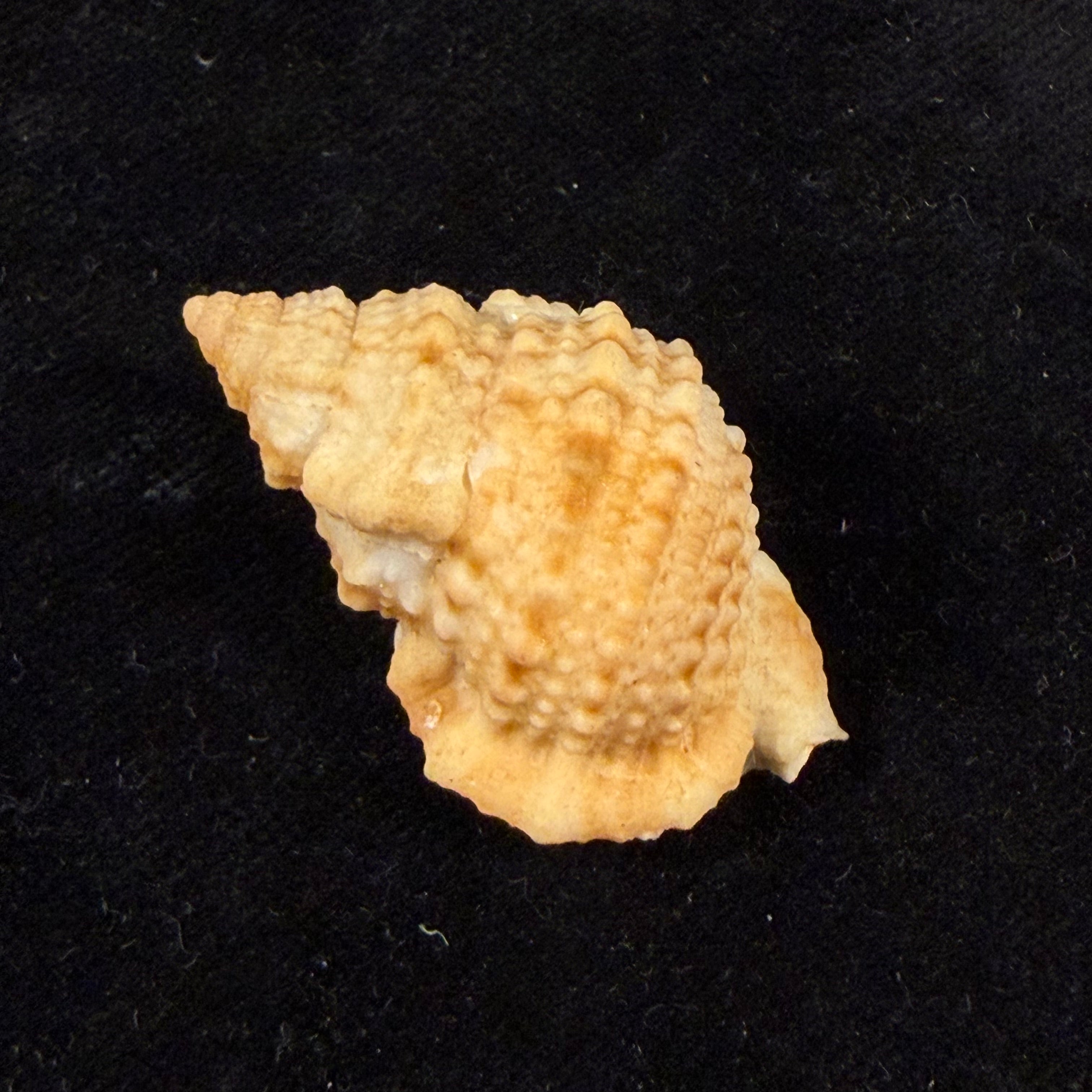 Bursa (Bufonariella) ranelloides tenuisculpta Dautzenberg & H. Fischer, 1906 - 37,8mm