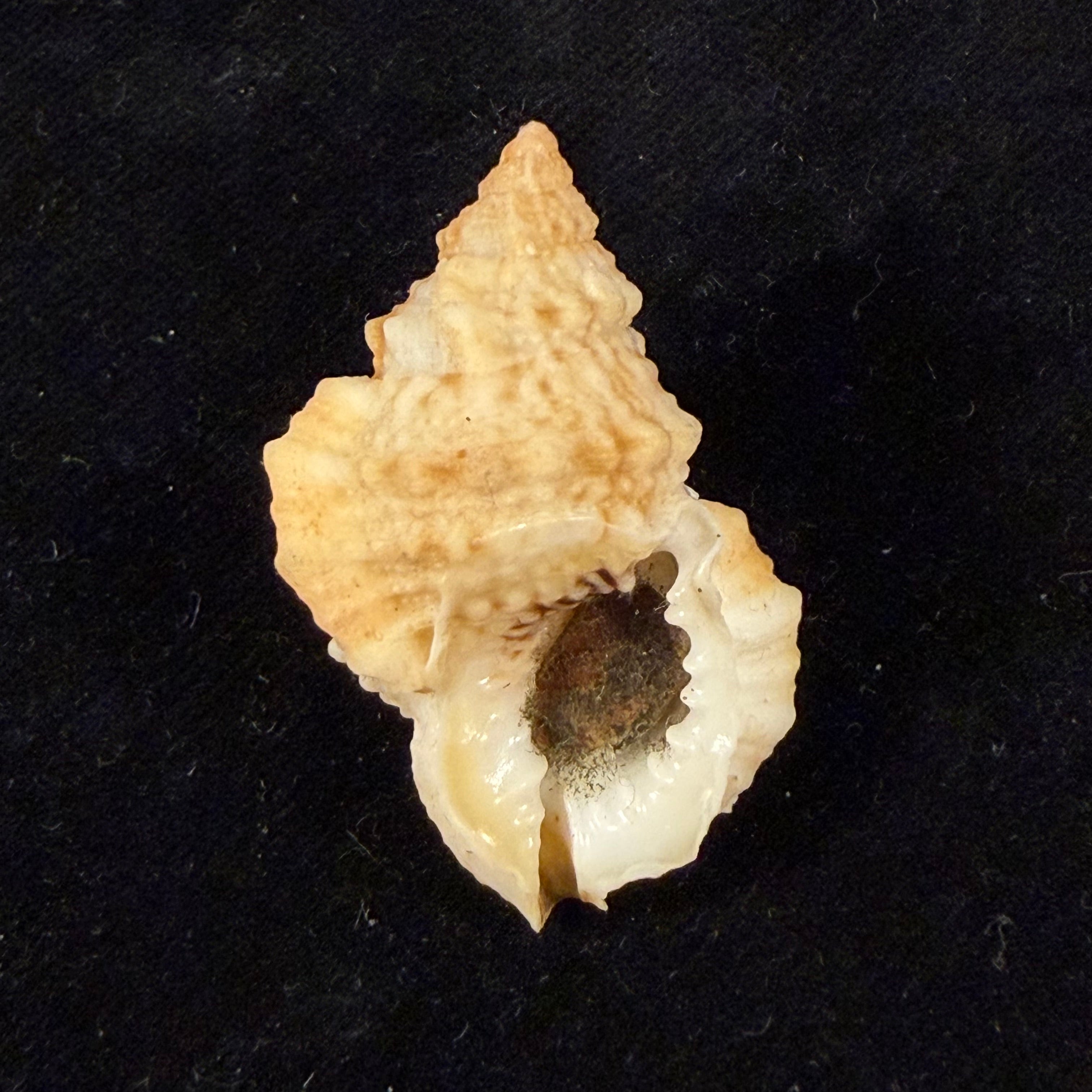 Bursa (Bufonariella) ranelloides tenuisculpta Dautzenberg & H. Fischer, 1906 - 37,8mm