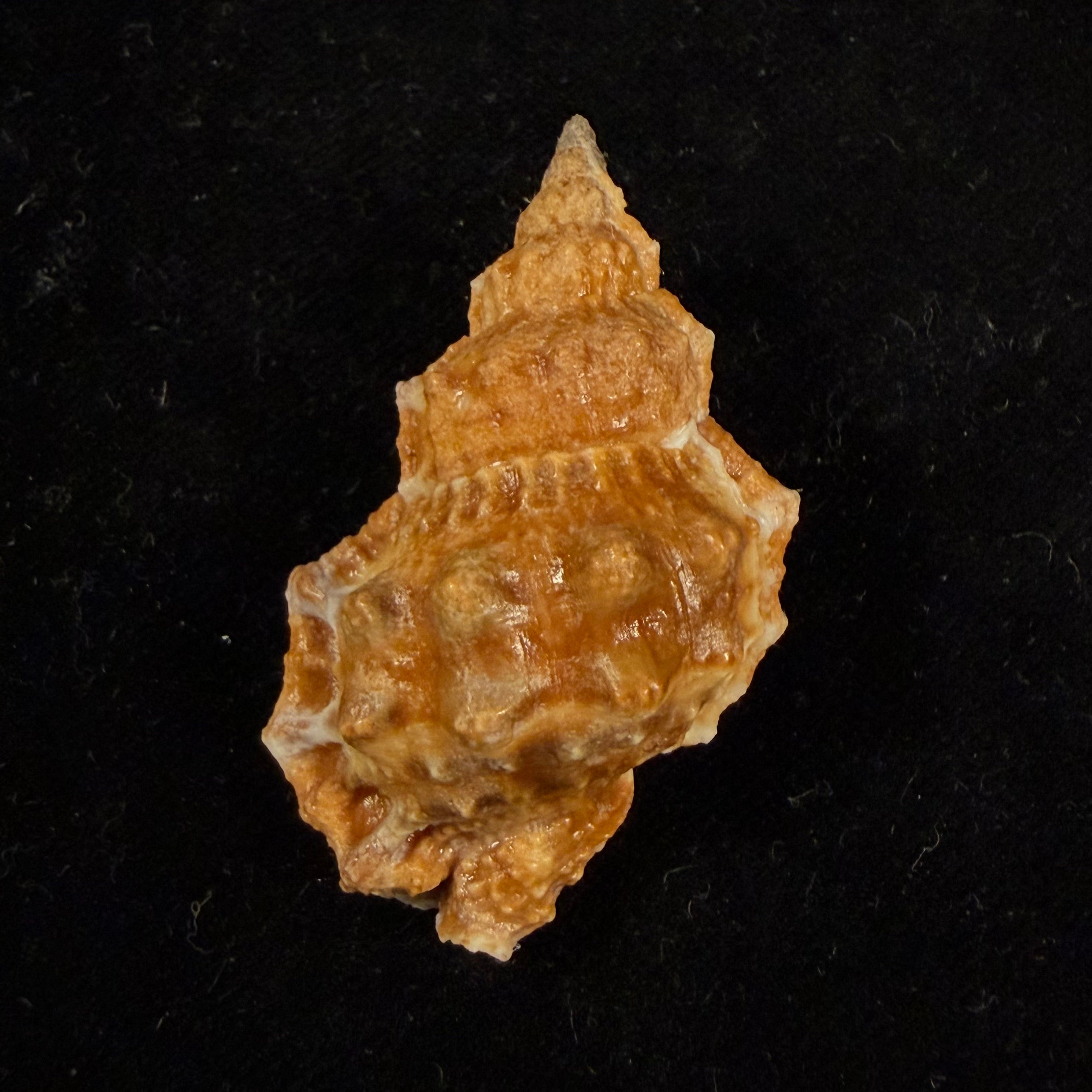 Dulcerana granularis (Röding, 1798) - 47,9mm
