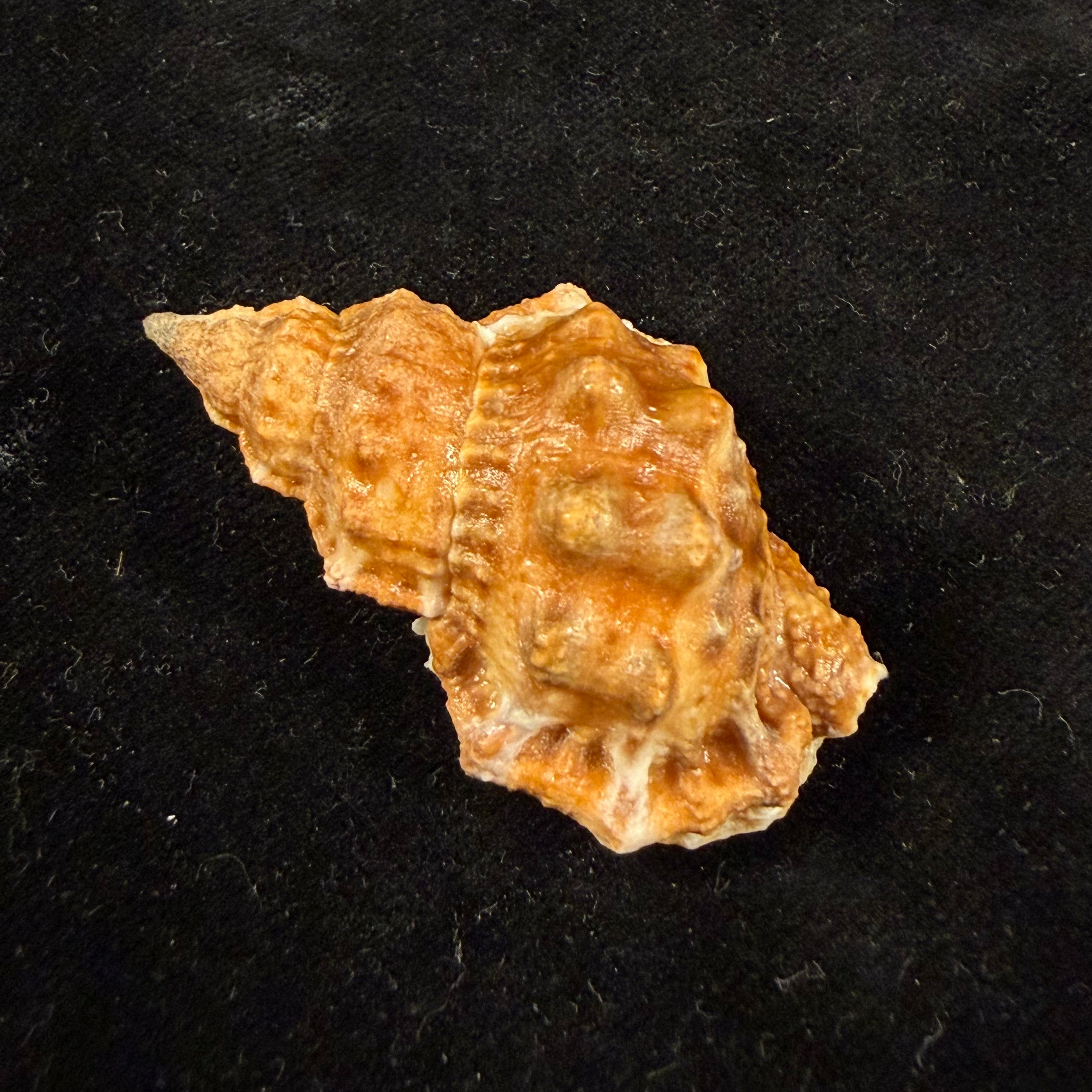Dulcerana granularis (Röding, 1798) - 47,9mm