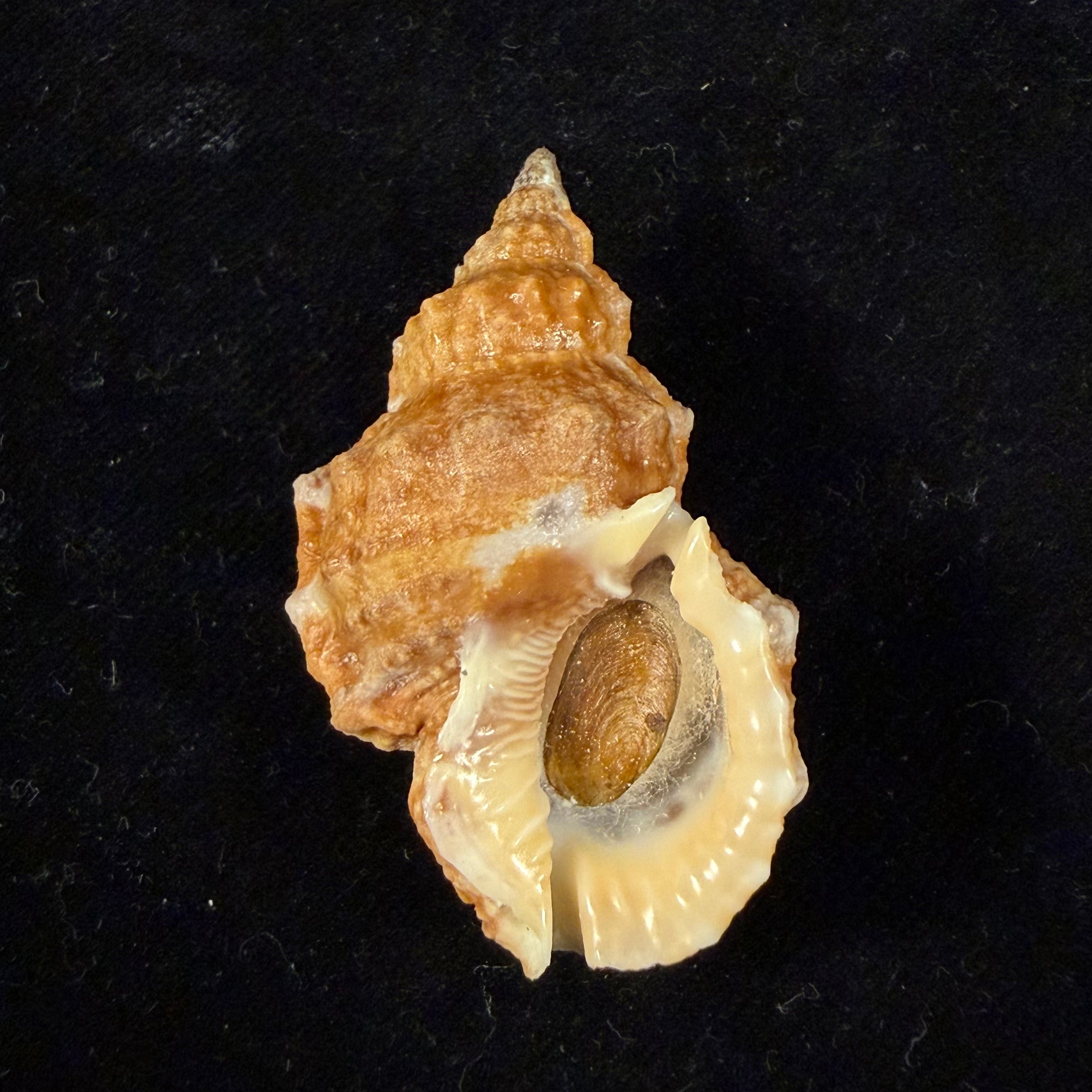 Dulcerana granularis (Röding, 1798) - 47,9mm