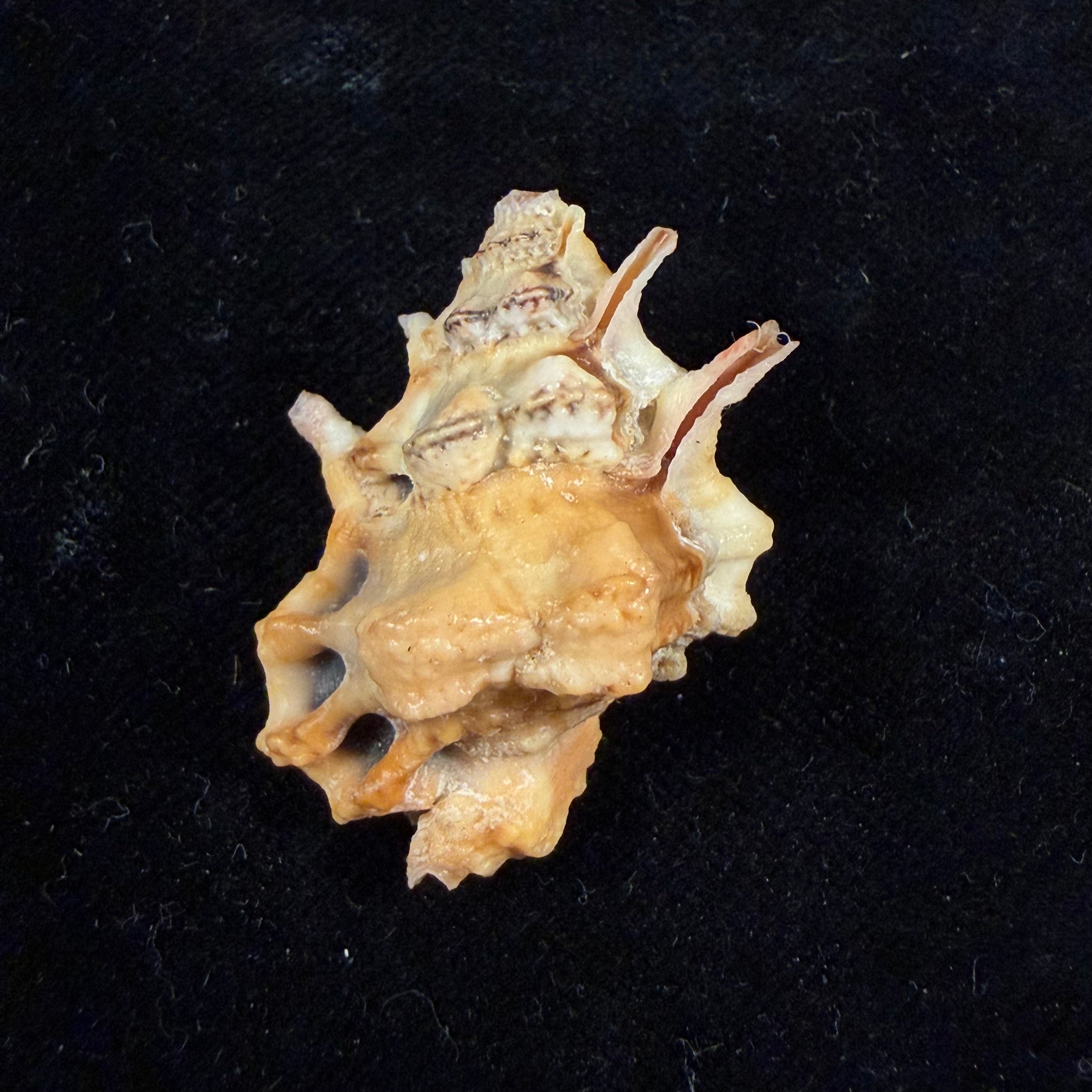 Bursa lamarckii (Deshayes, 1853) - 35,4mm