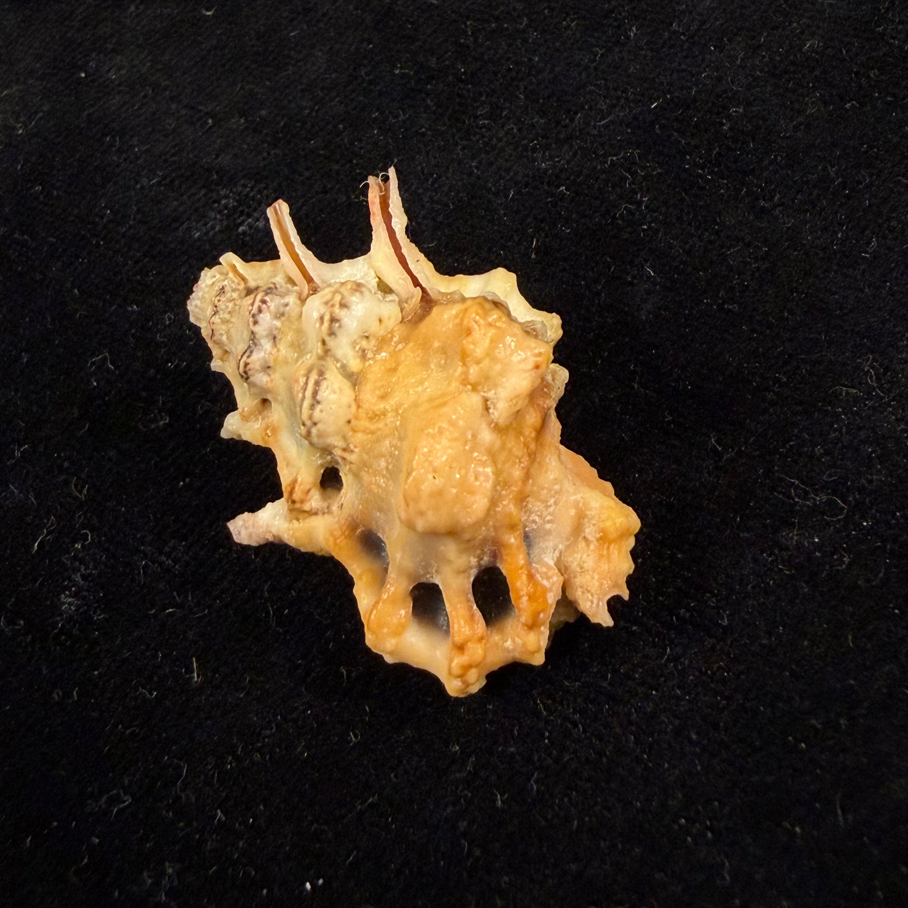 Bursa lamarckii (Deshayes, 1853) - 35,4mm