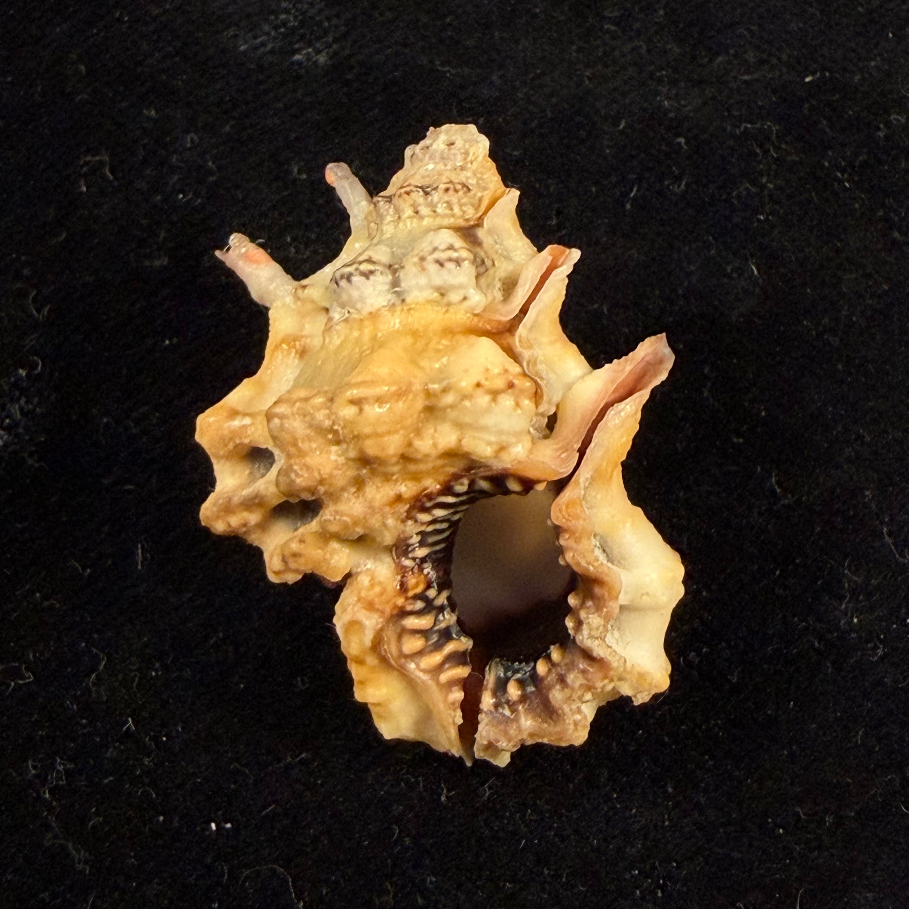 Bursa lamarckii (Deshayes, 1853) - 35,4mm