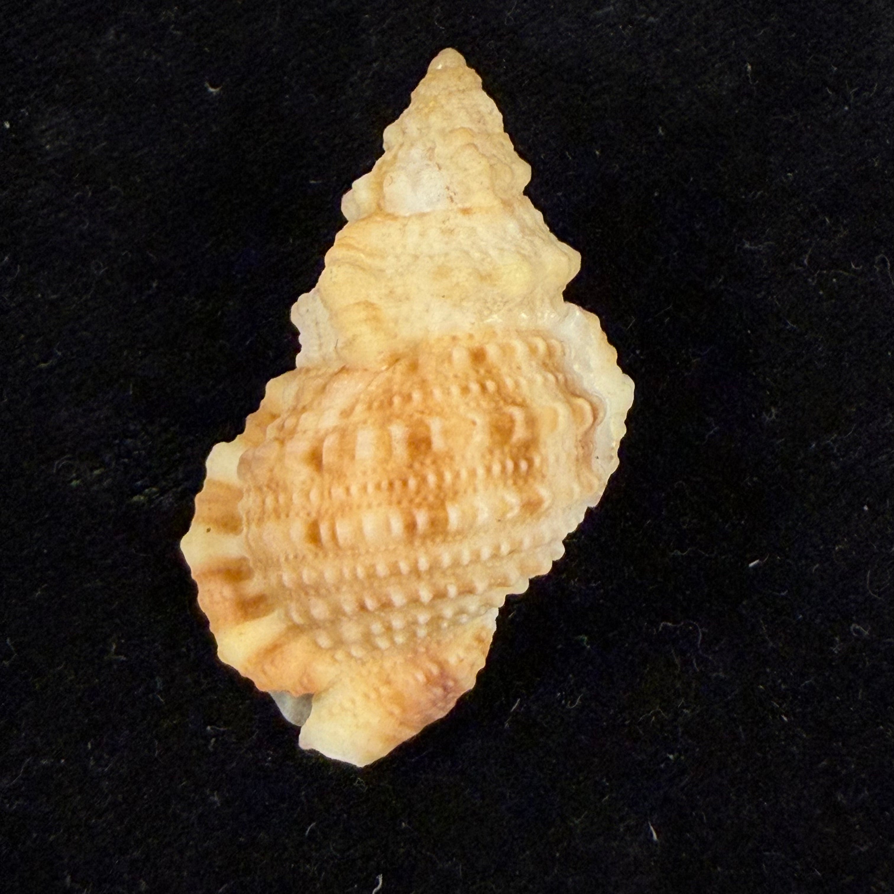 Tritonoranella ranelloides (Reeve, 1844) - 38,7mm