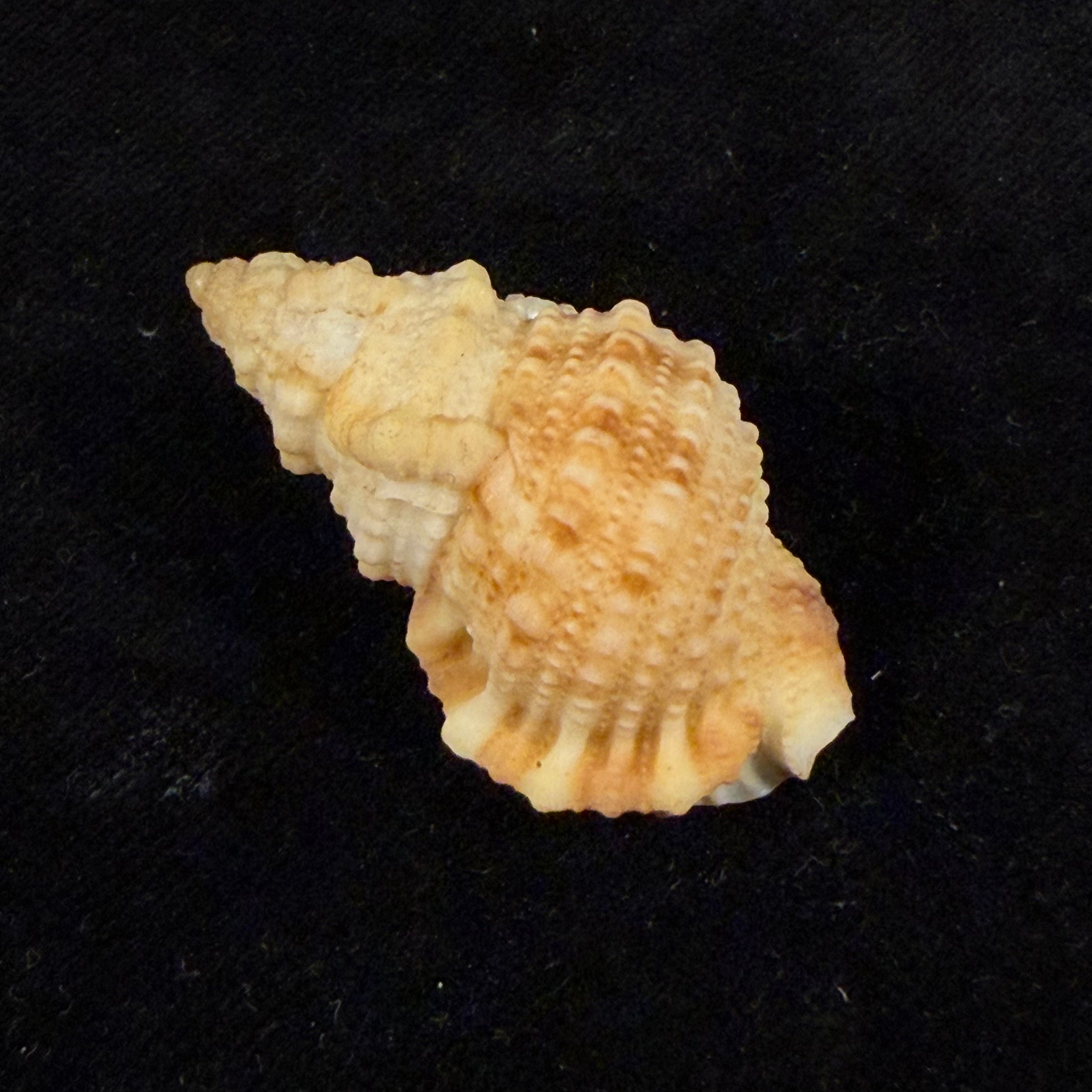 Tritonoranella ranelloides (Reeve, 1844) - 38,7mm