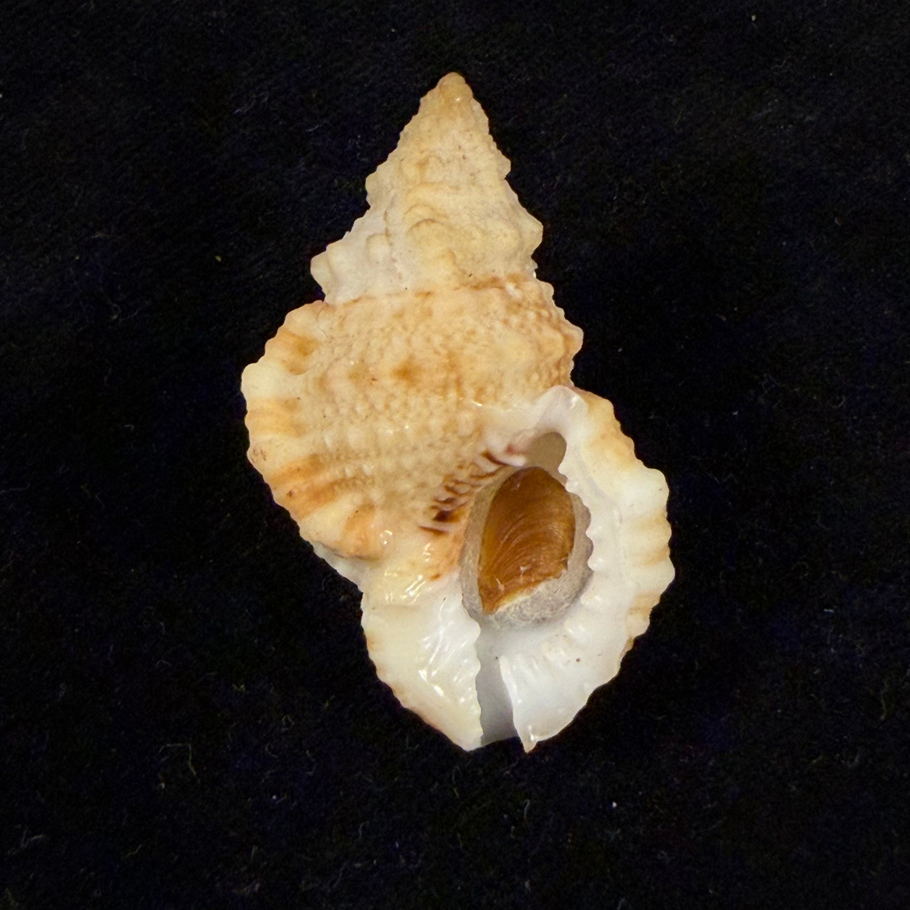 Tritonoranella ranelloides (Reeve, 1844) - 38,7mm