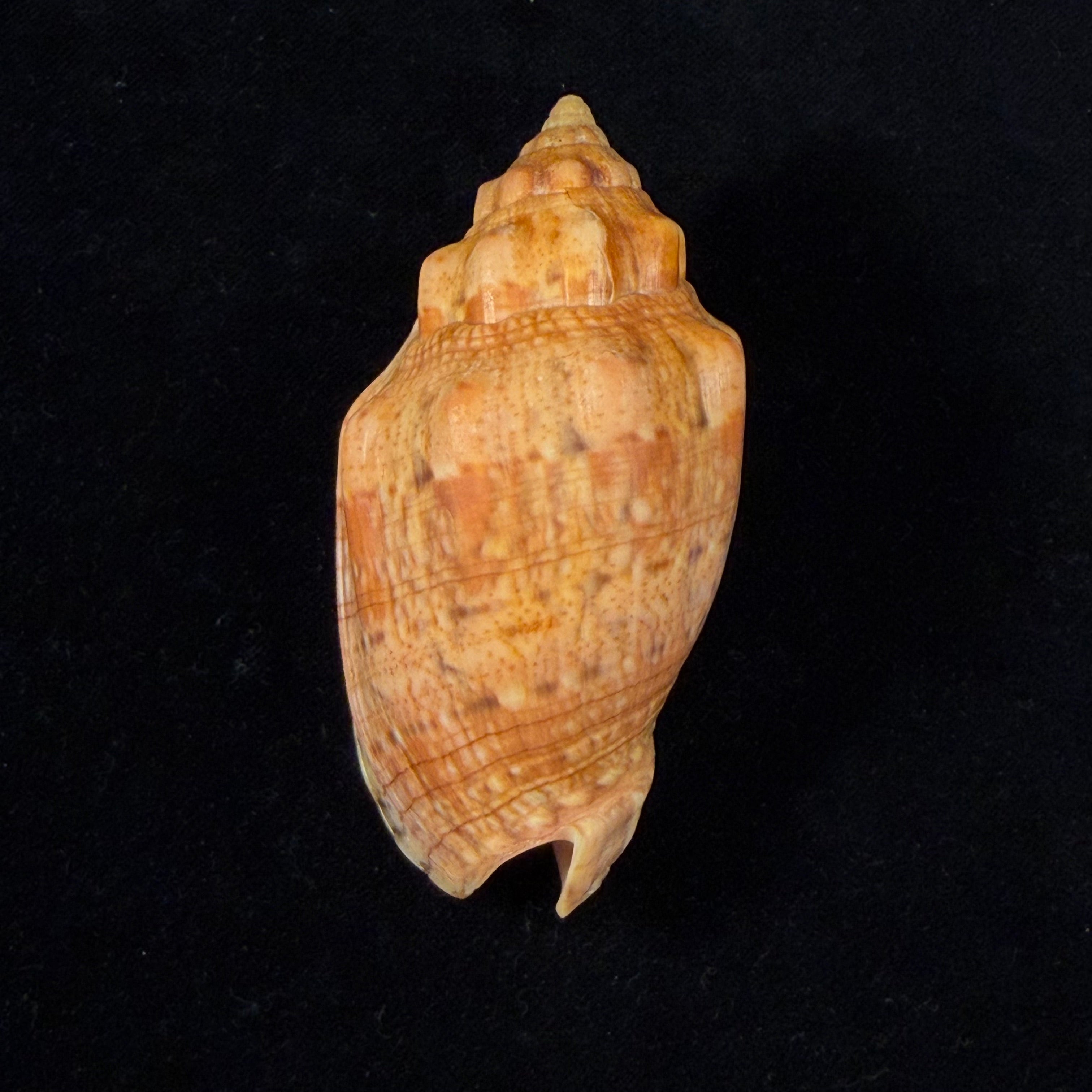 Voluta musica Linnaeus, 1758 - 89,9mm