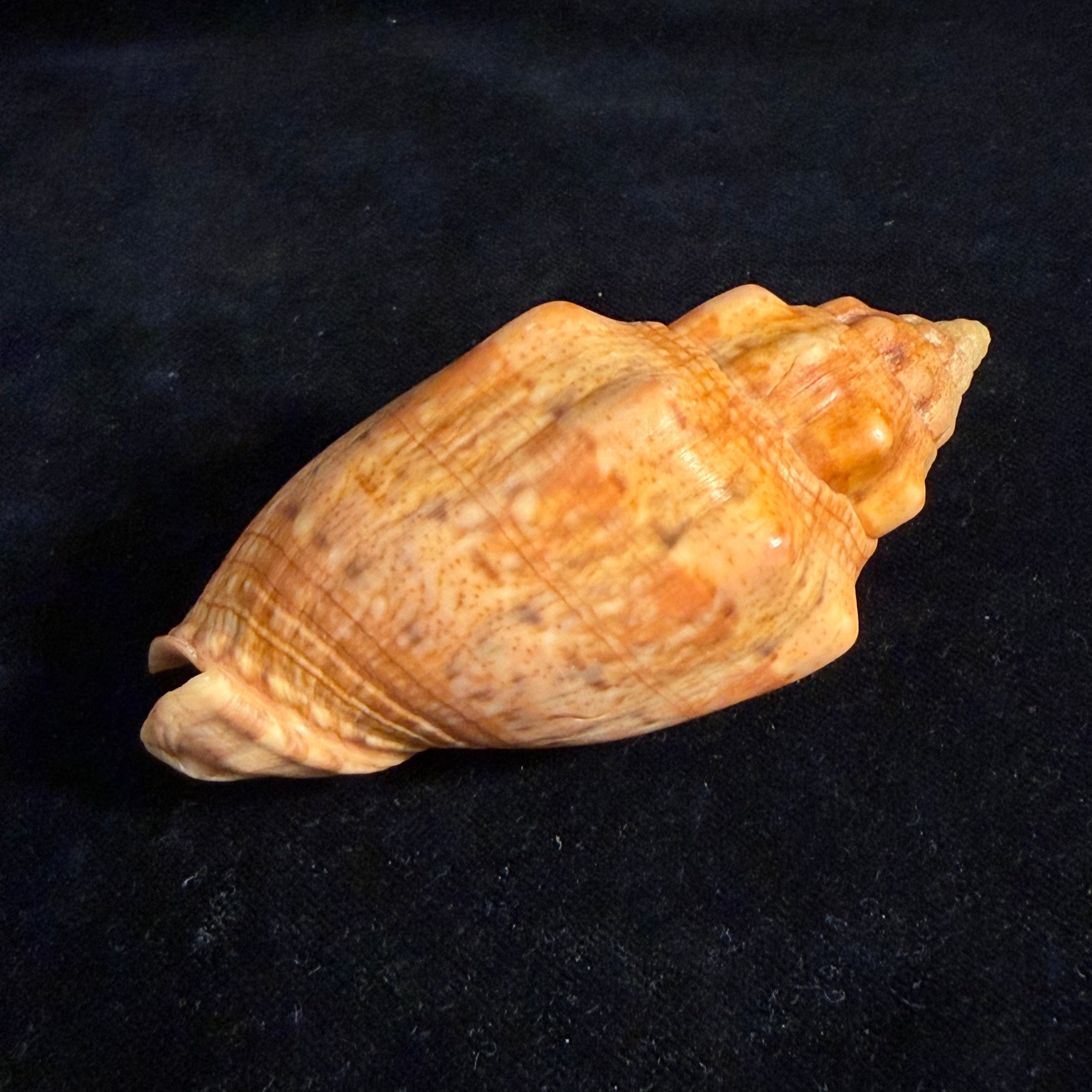 Voluta musica Linnaeus, 1758 - 89,9mm