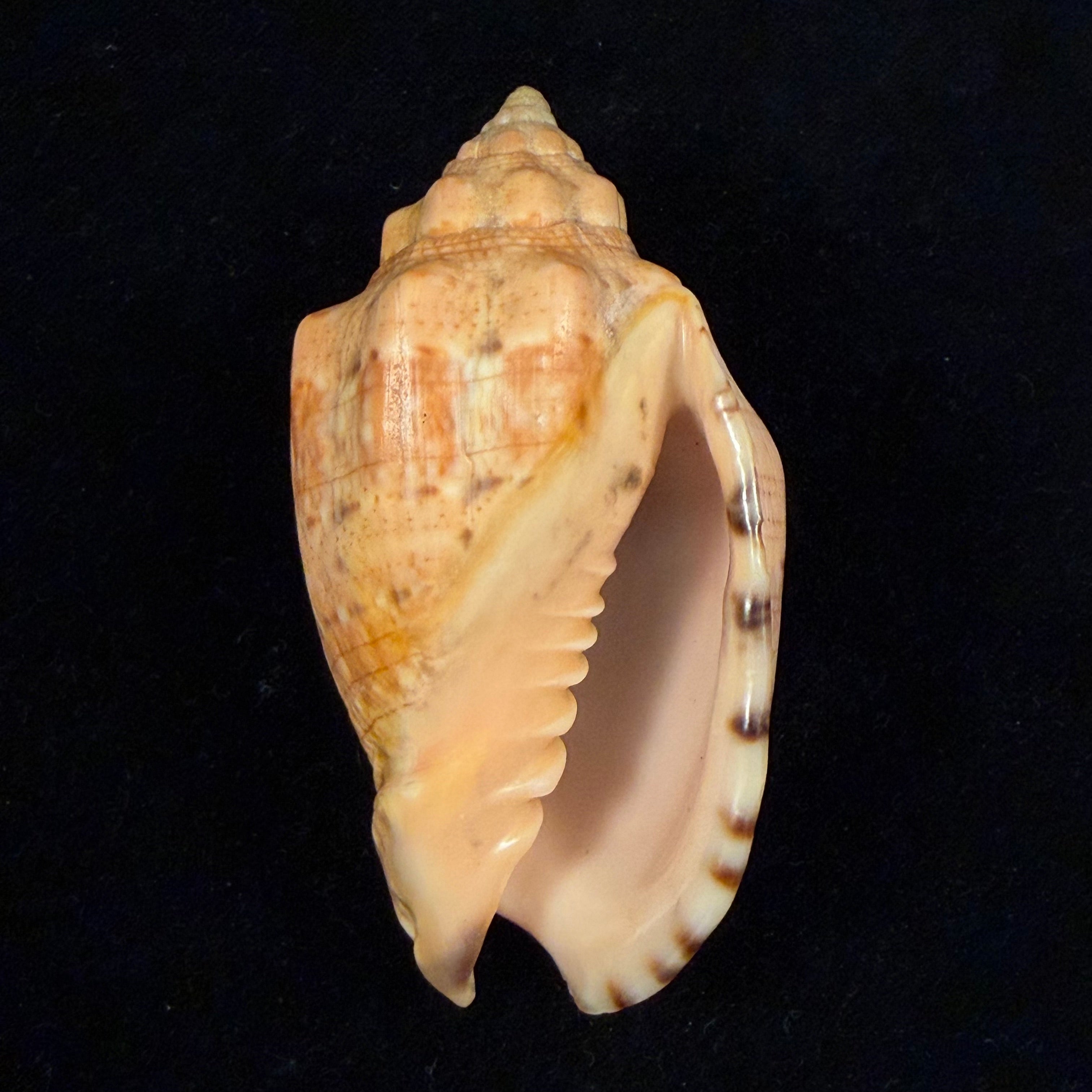 Voluta musica Linnaeus, 1758 - 89,9mm