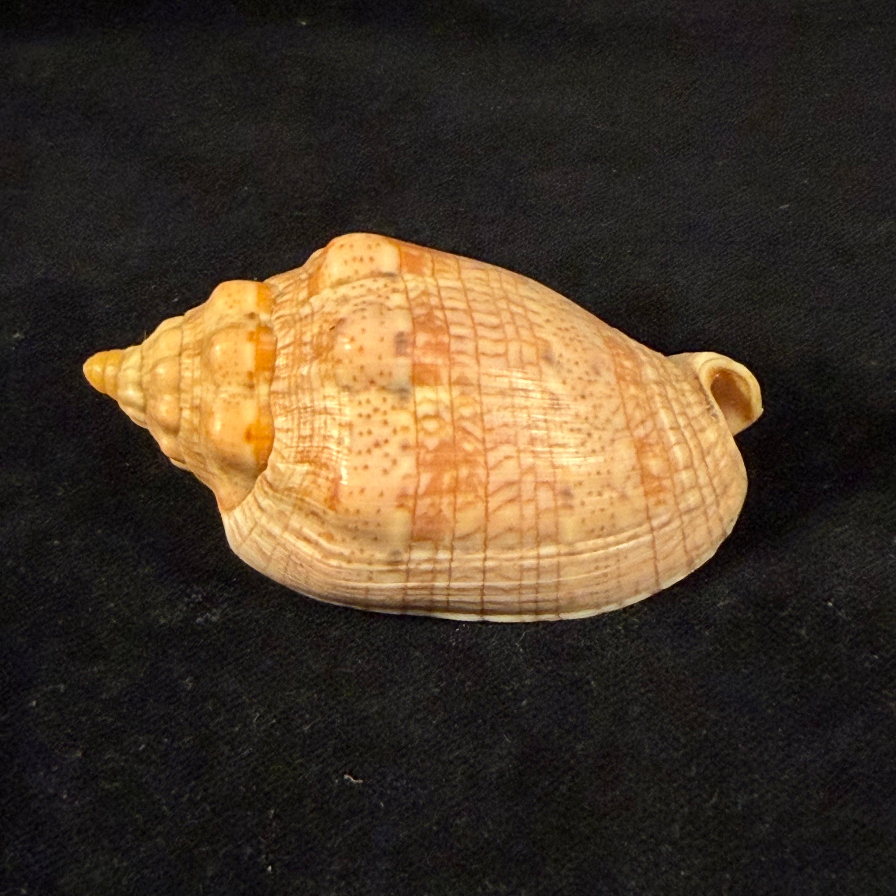 Voluta musica Linnaeus, 1758 - 66mm