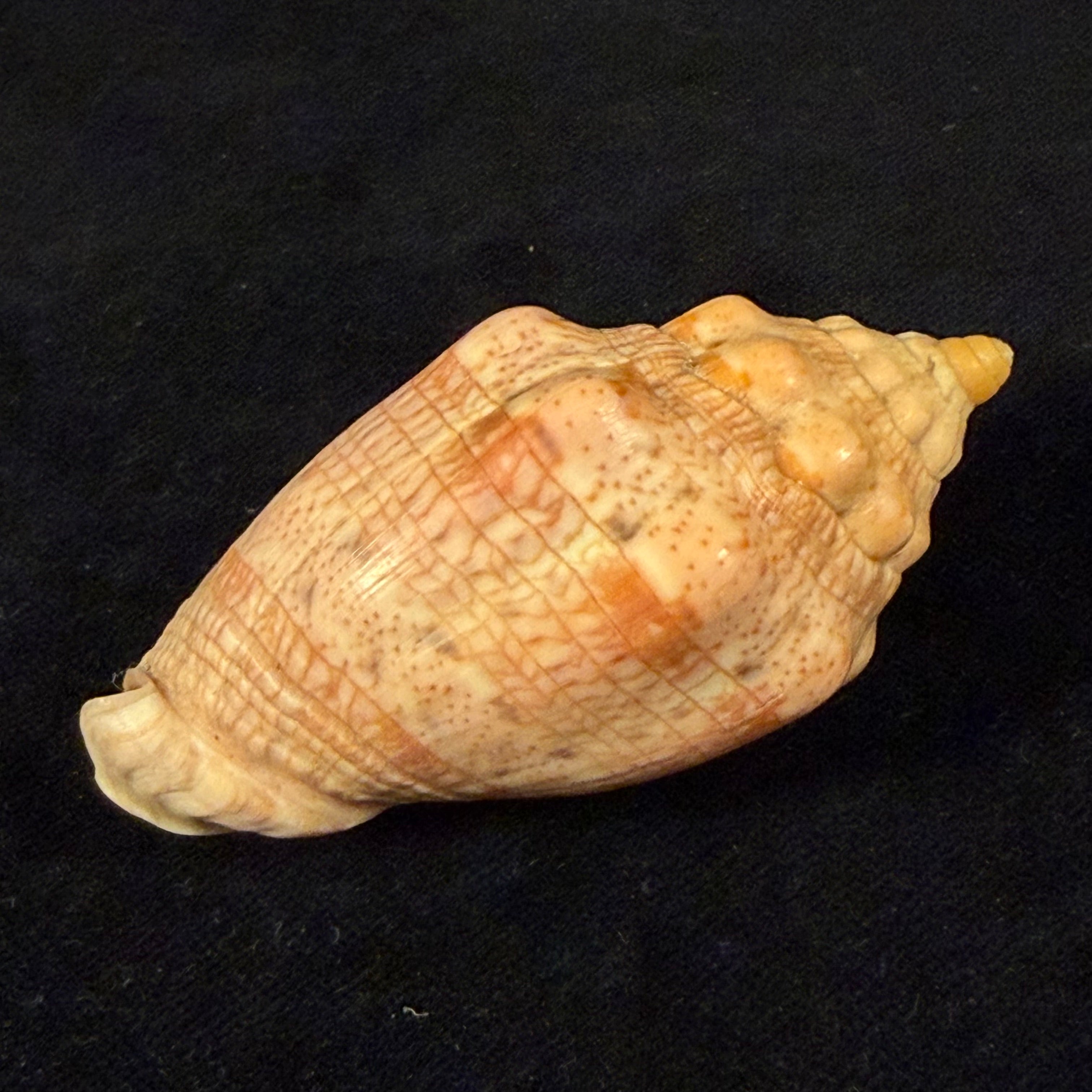 Voluta musica Linnaeus, 1758 - 66mm