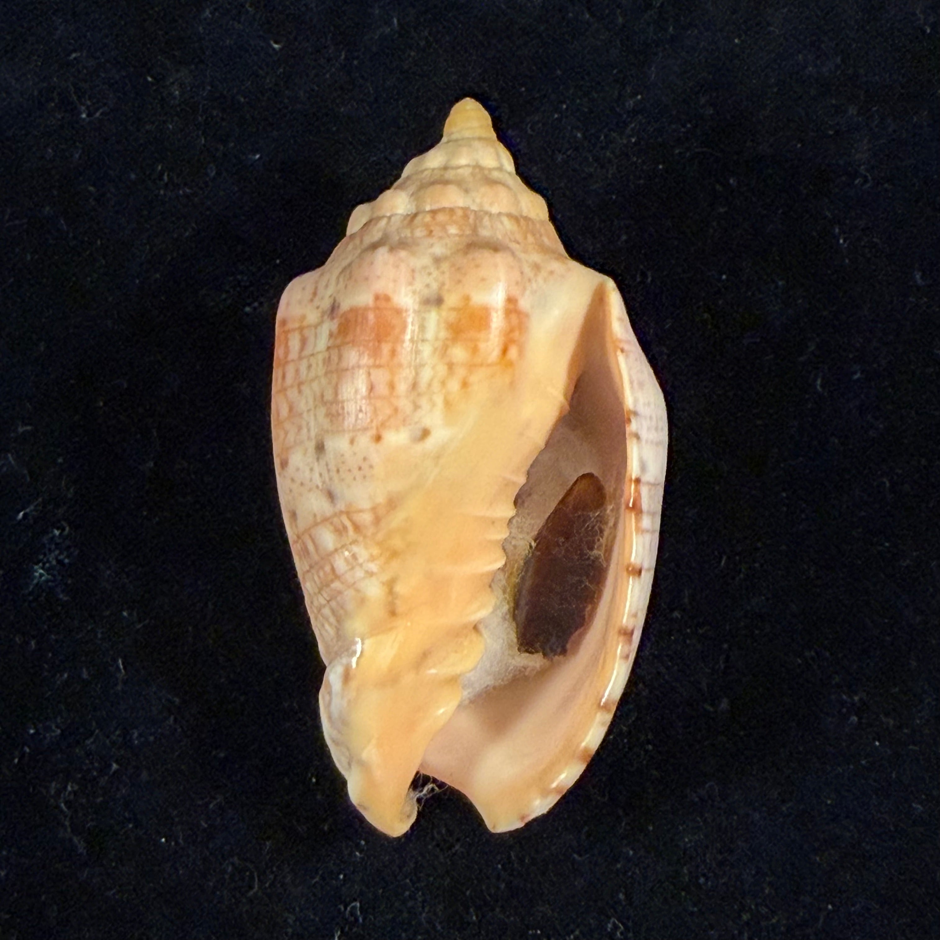 Voluta musica Linnaeus, 1758 - 66mm