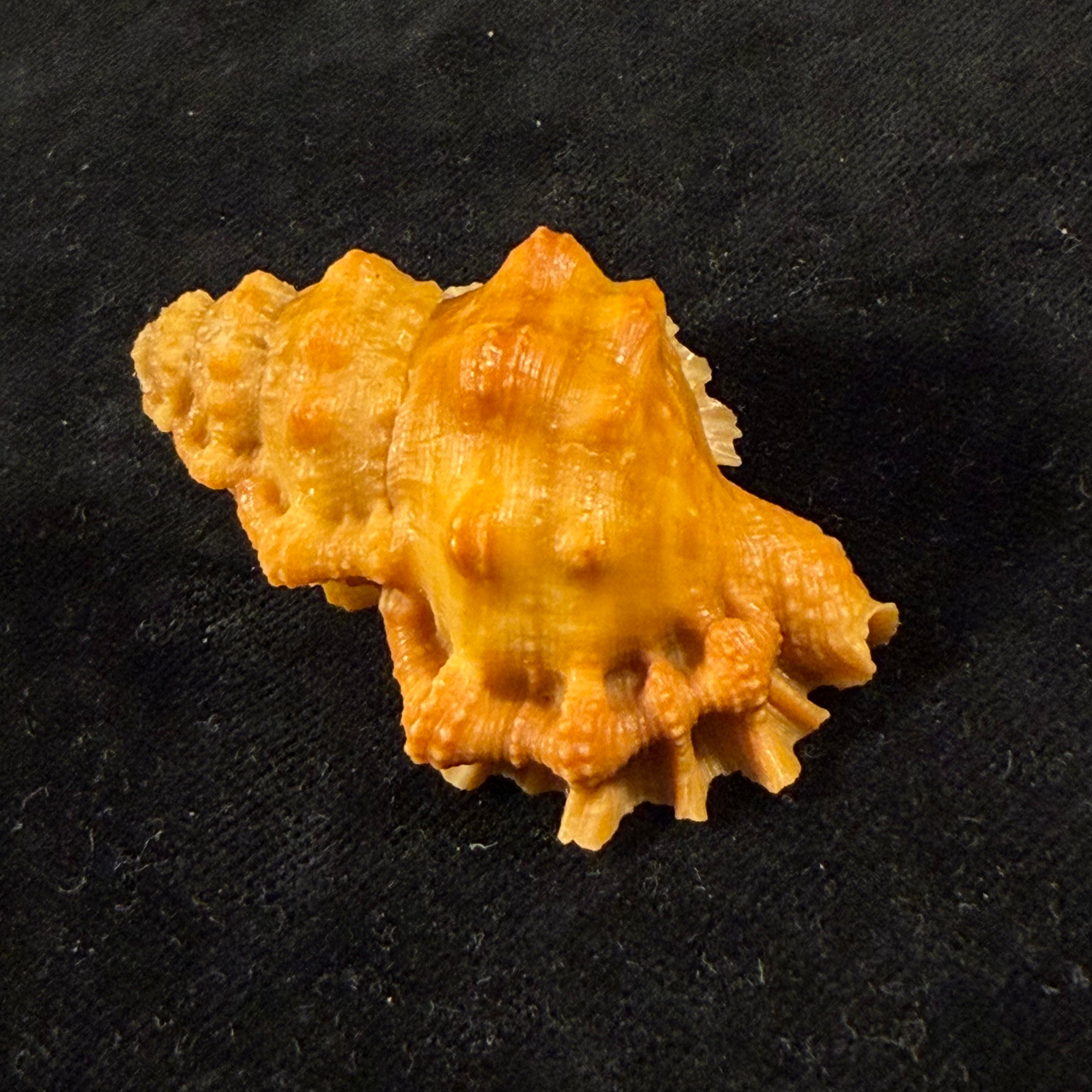 Bursa corrugata ponderosa (Reeve, 1844) - 50,7mm