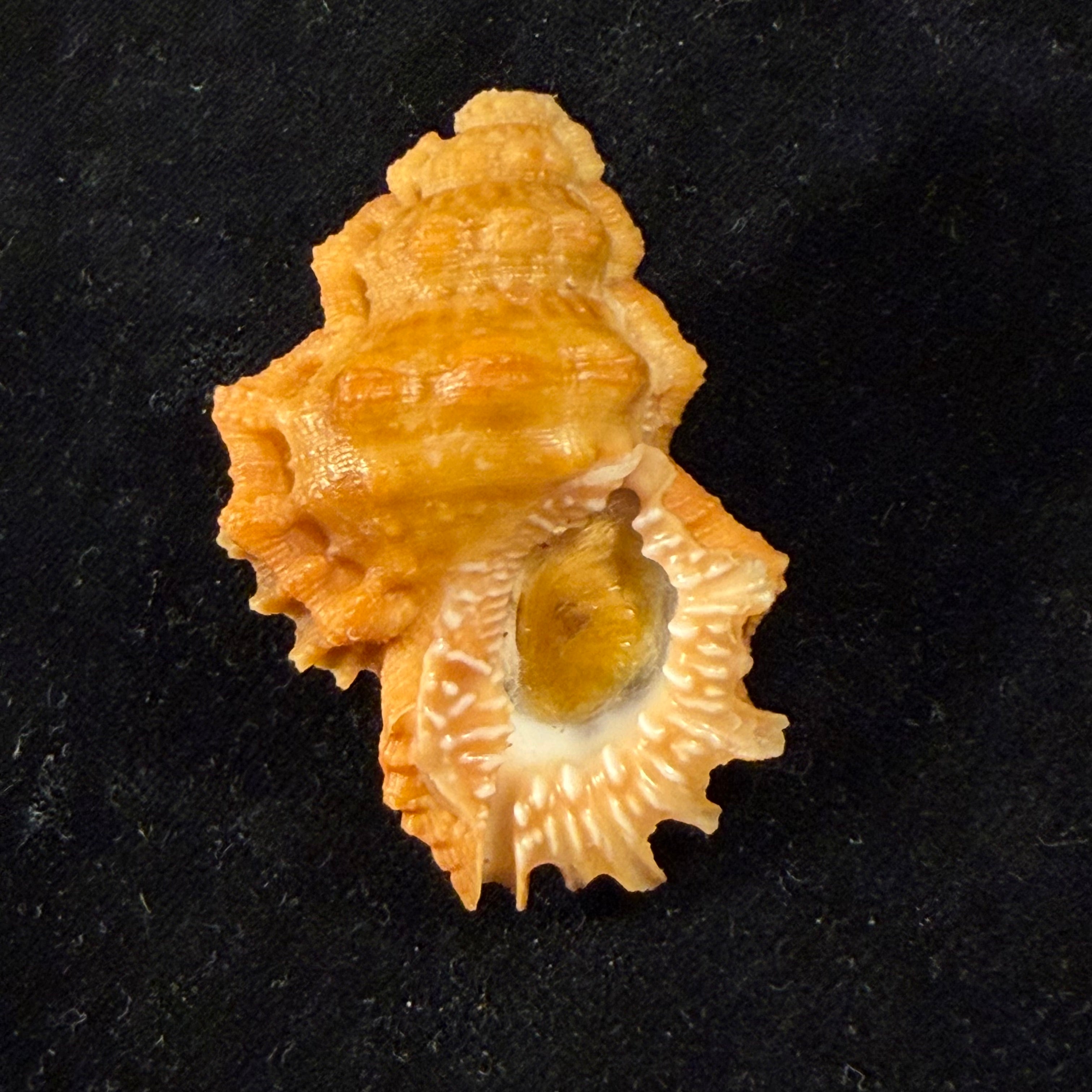 Bursa corrugata ponderosa (Reeve, 1844) - 50,7mm