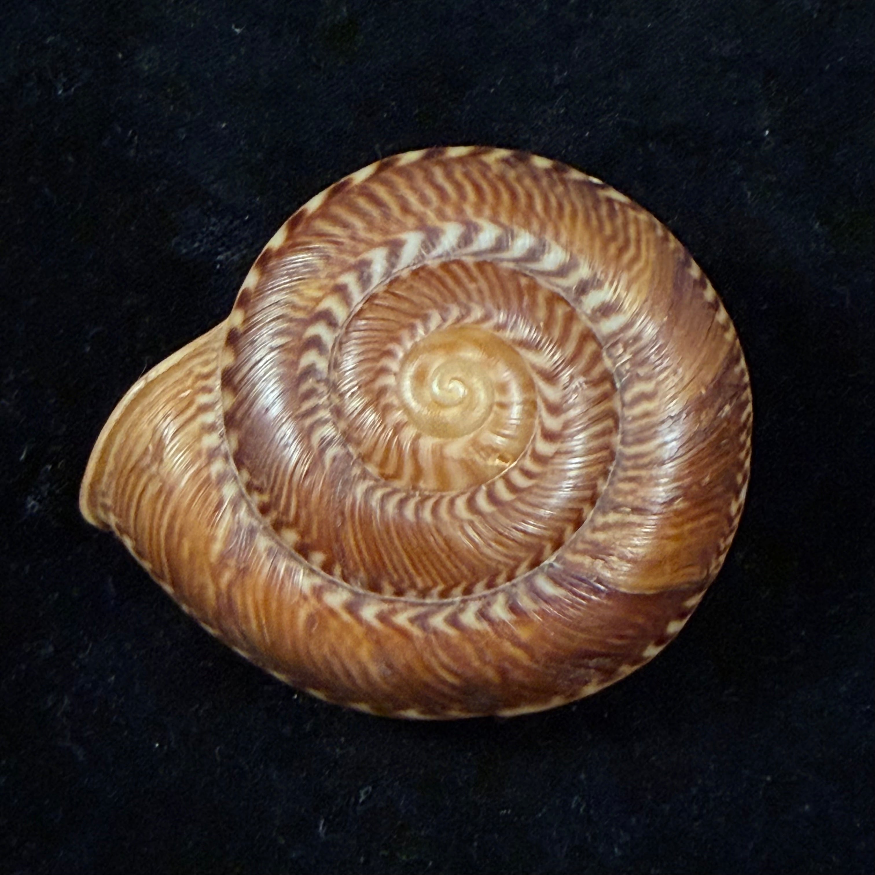 Solaropsis gibboni (L. Pfeiffer, 1846) - 65,2mm