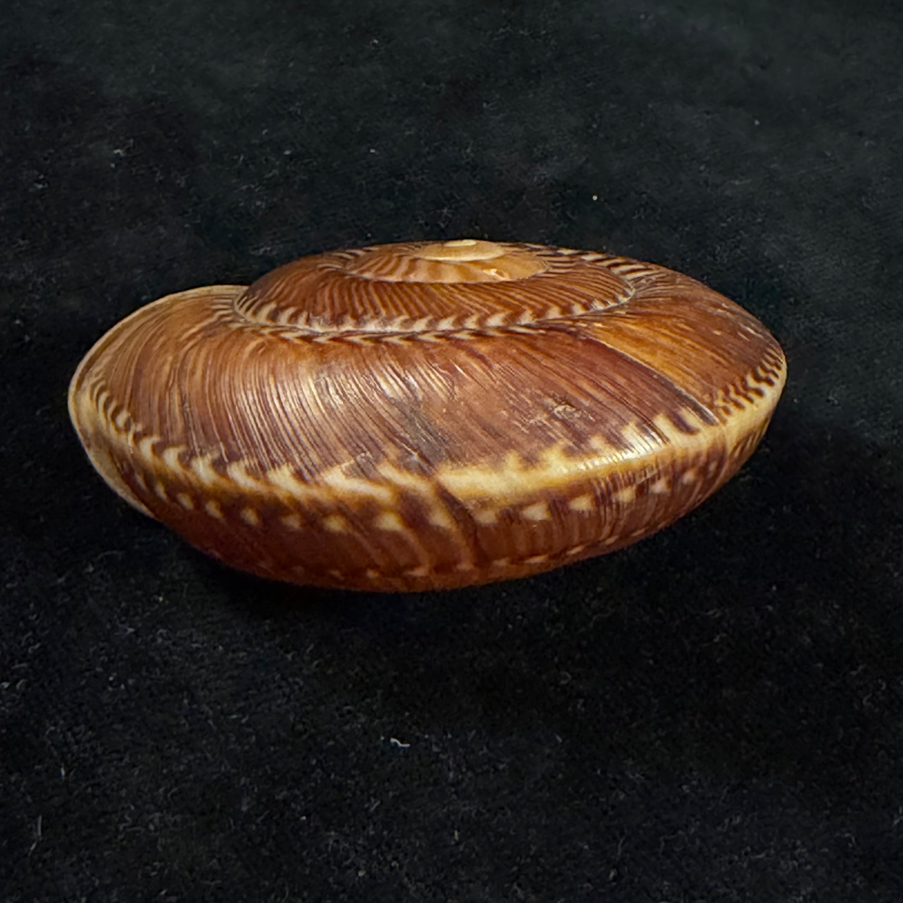 Solaropsis gibboni (L. Pfeiffer, 1846) - 65,2mm