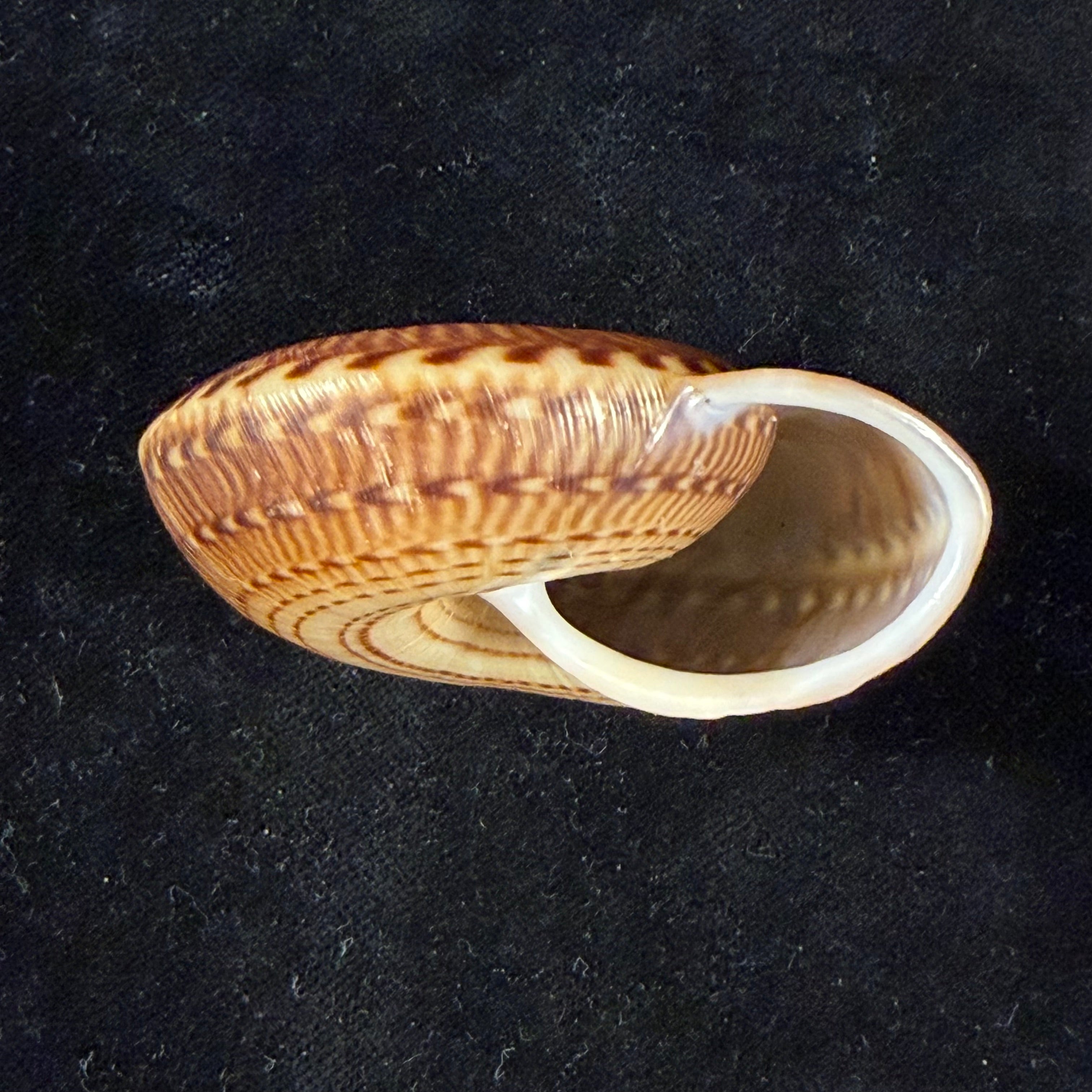 Solaropsis gibboni (L. Pfeiffer, 1846) - 65,2mm